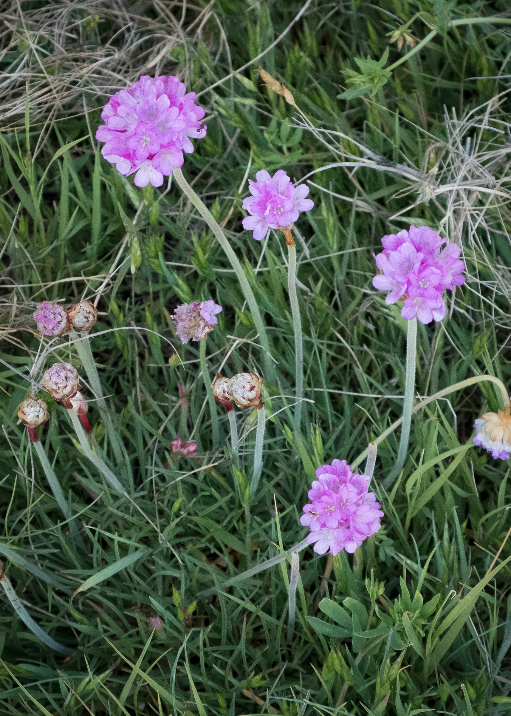 Thrift (Armeria maritima), Iceberg Point