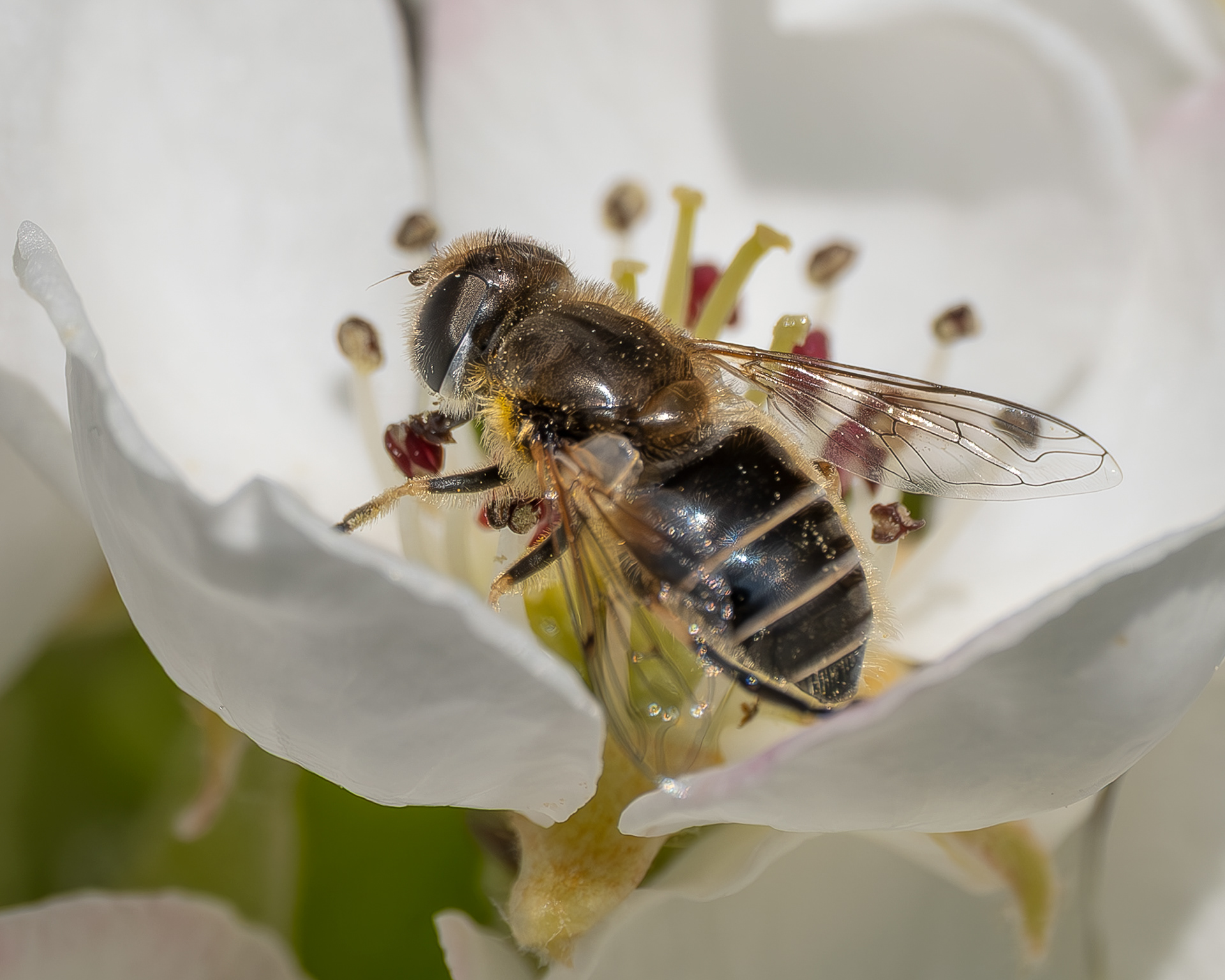 Black-footed Drone Fly(Eristalis hirta), Kjargaard Road