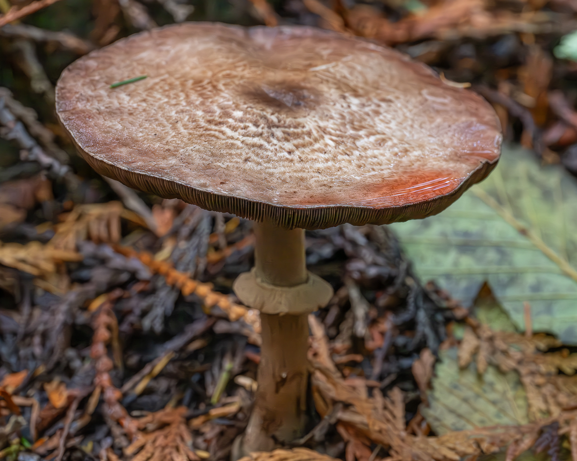Winecolored Agaric (Agaricus subrutileescens), Hummel Lake Preserve