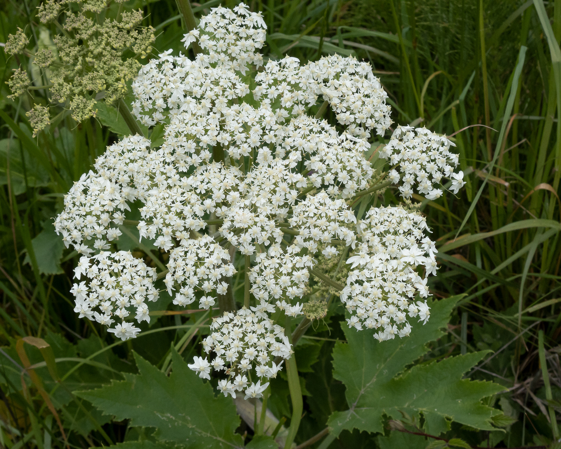Cow-parsnip (Heracleum lanatum), Agate Beach
