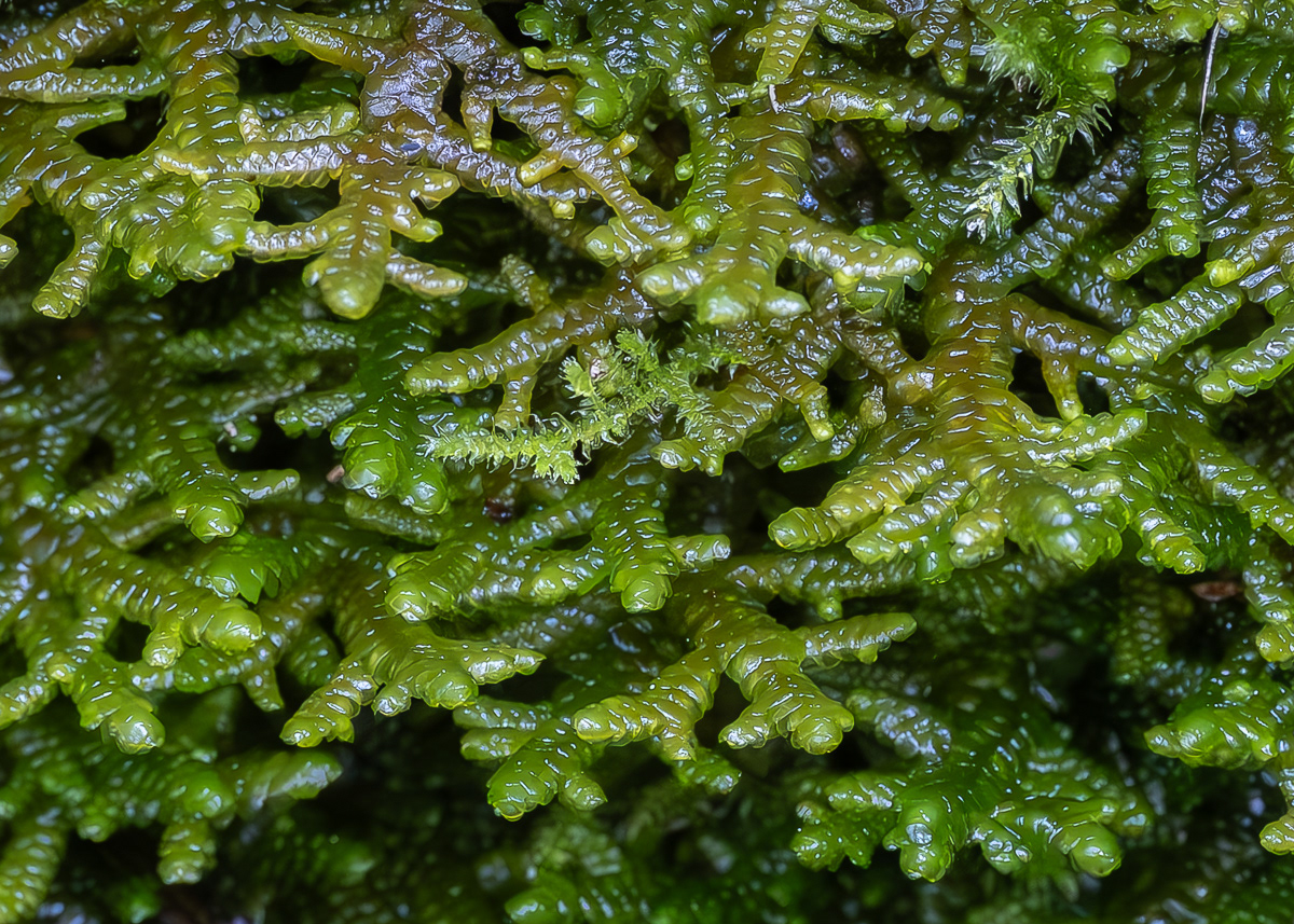 Tree Ruffle Liverwort (Porella navicularis). Point Colville