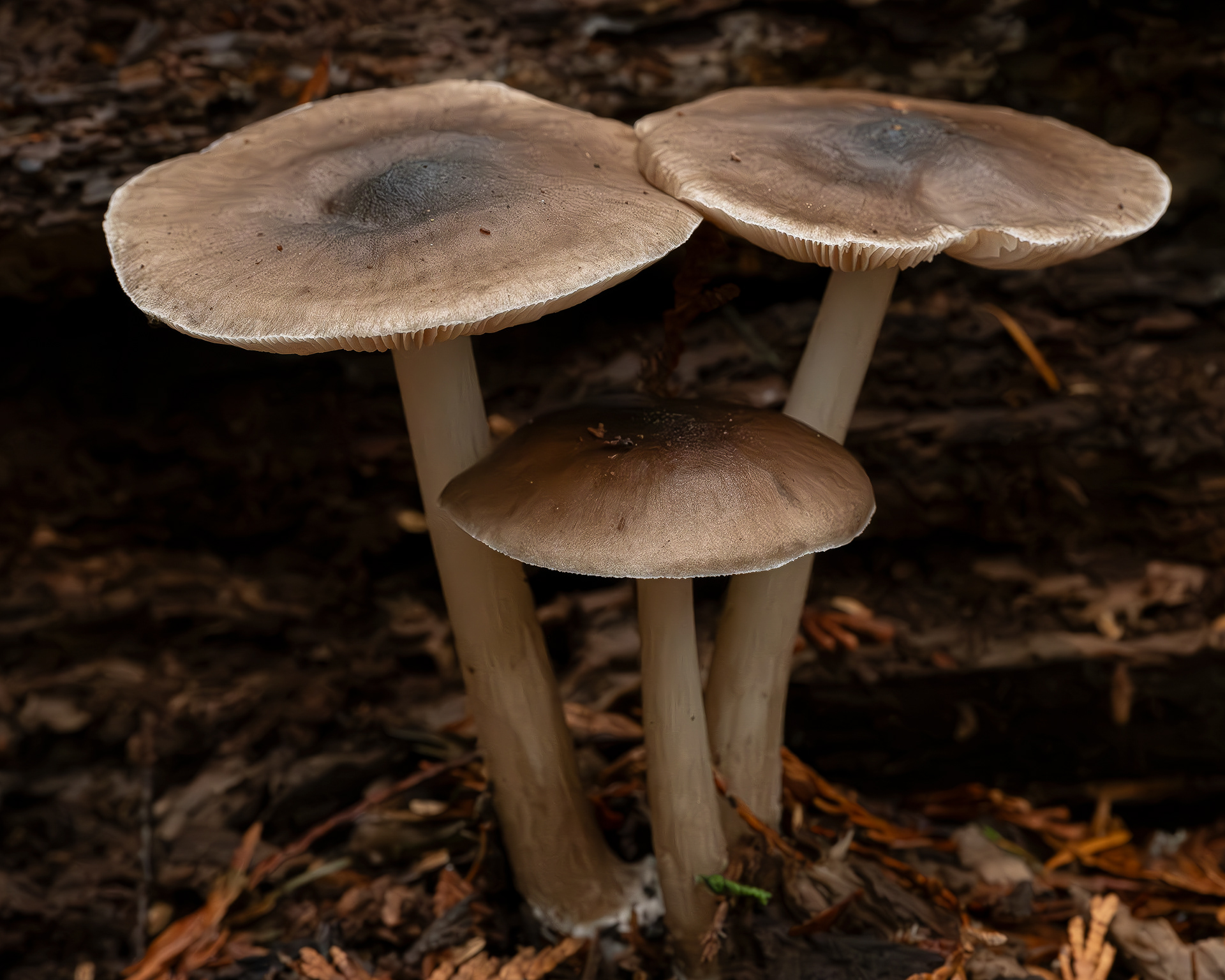 Deer mushroom (Plueus cervinus), Hummel Lake Preserve