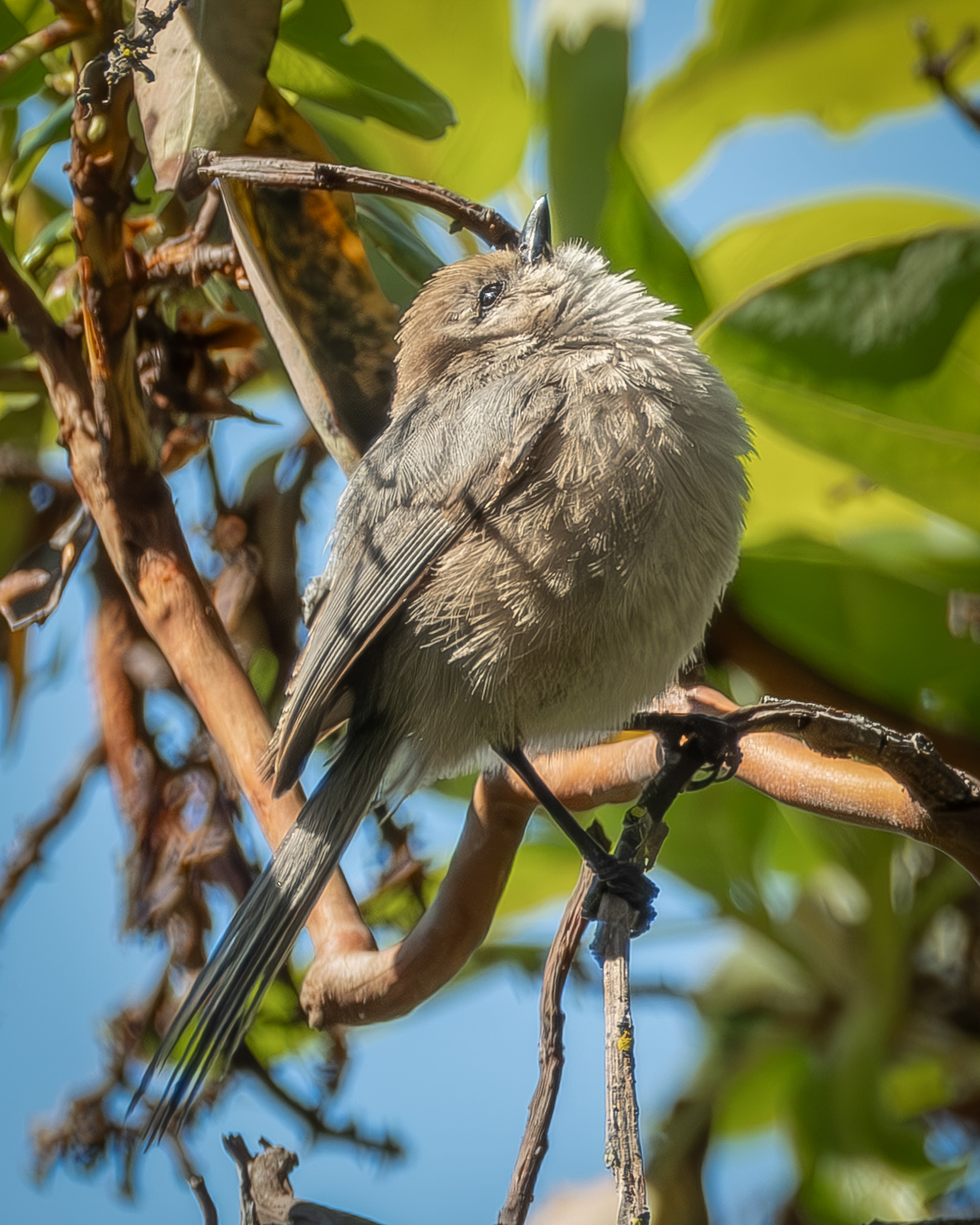 Bushtit, Richardson Marsh