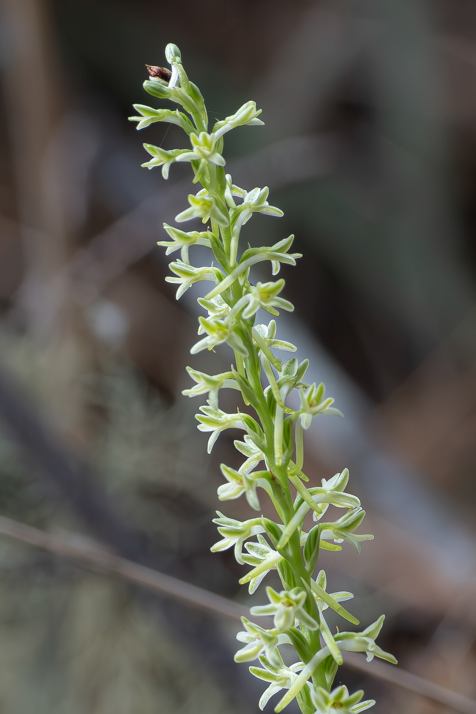 Flat spurred Piperia (Platanthera transversa), Lopez Hill