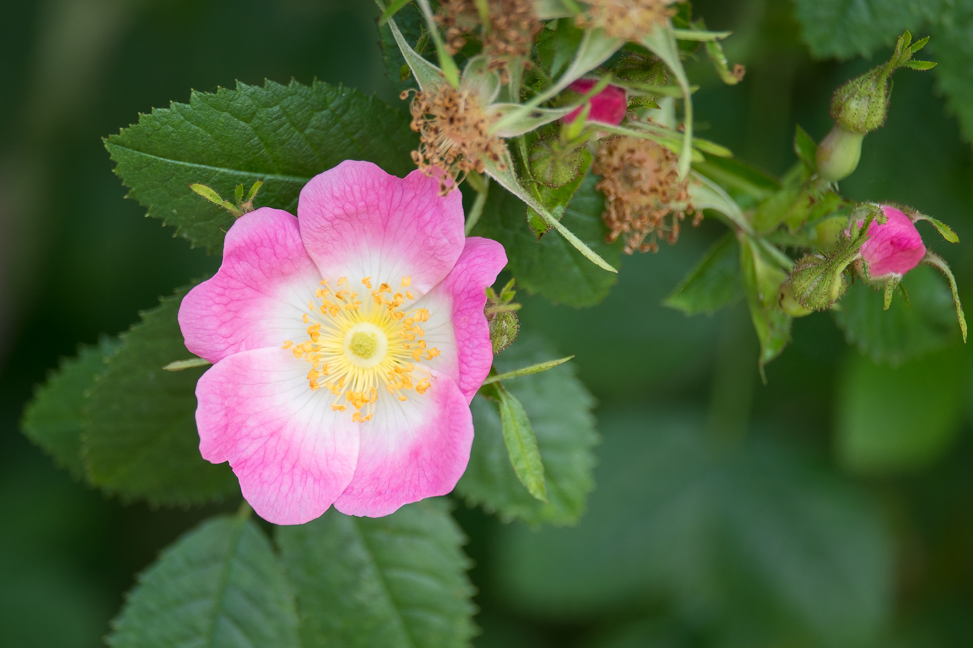 Baldhip rose (Rosa gymnocarpa), Lopez