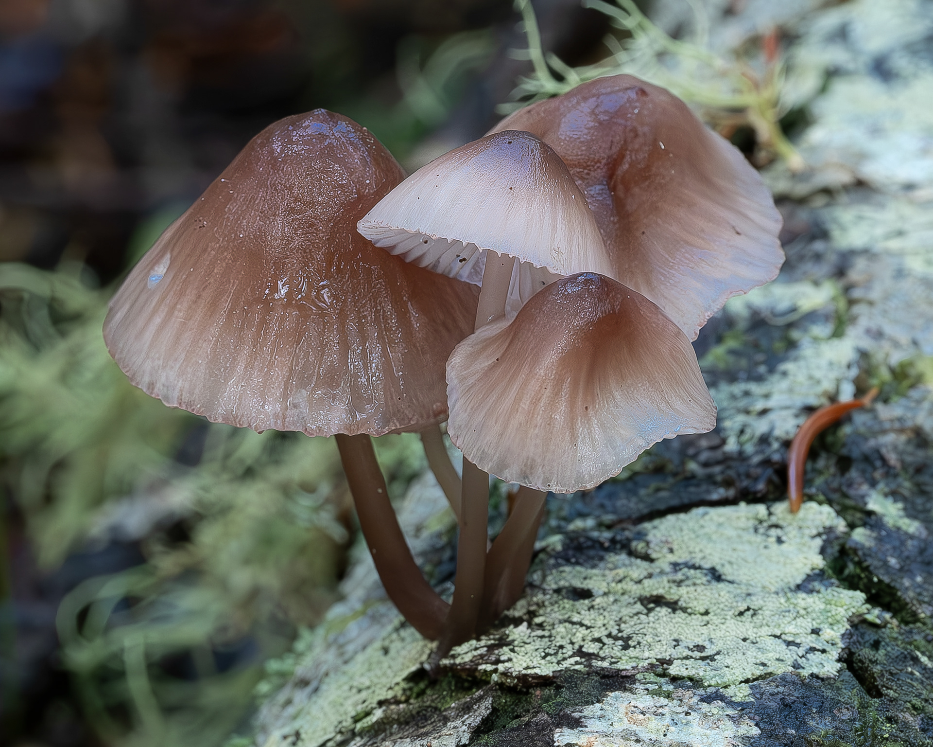 Nitrous bonnet (Mycena leptocephala)?, Point Colville