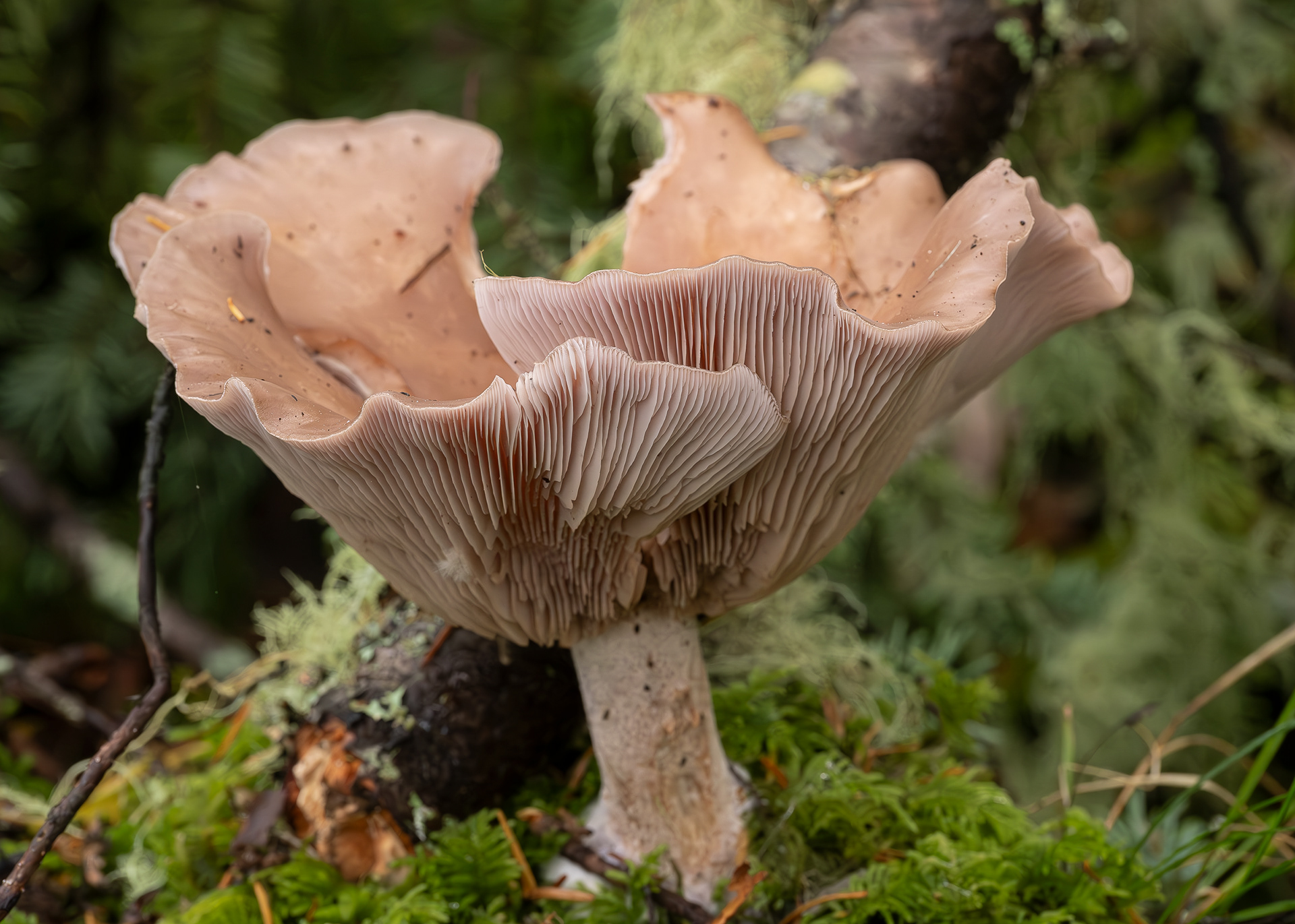Lepista glaucocana, Chadwick Hill