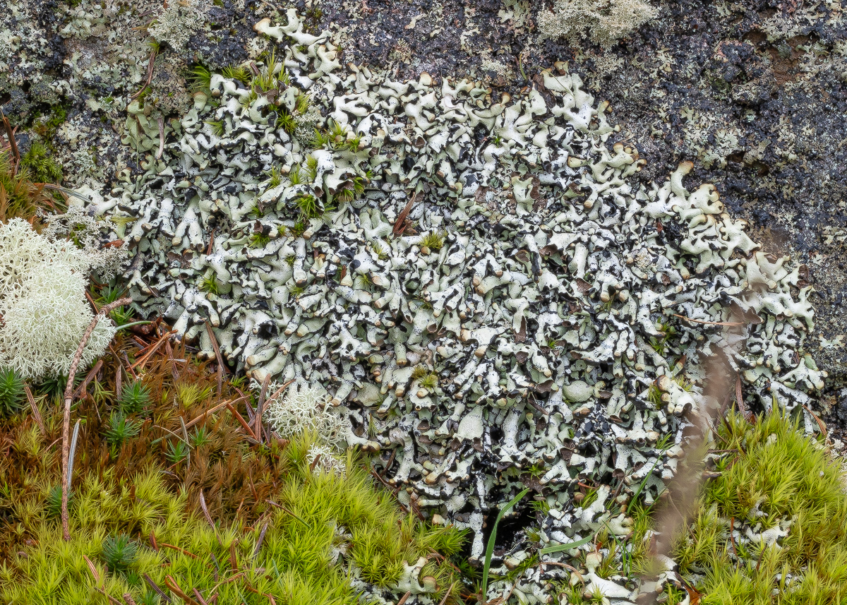 Budding Tube Lichen (Hypogymnia enteromorpha), Point Colville