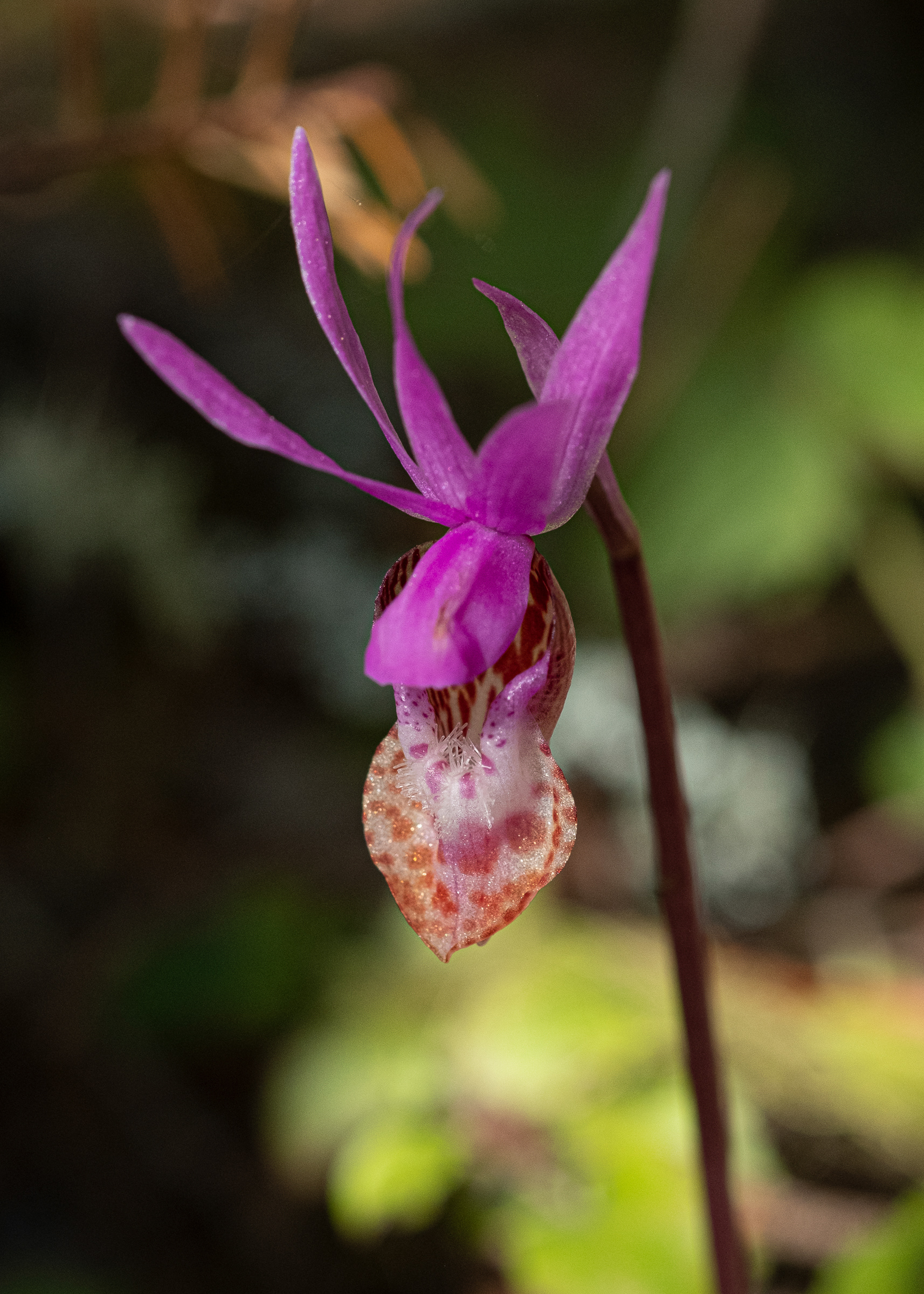 Fairy Slipper (Calypso bulbosa), Lopez Hill