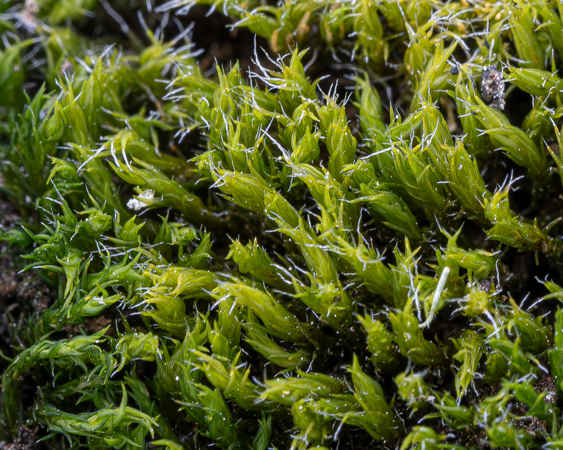 Yellow Green Rockmoss (Racomitrium heterostichum), Kjargaard Road