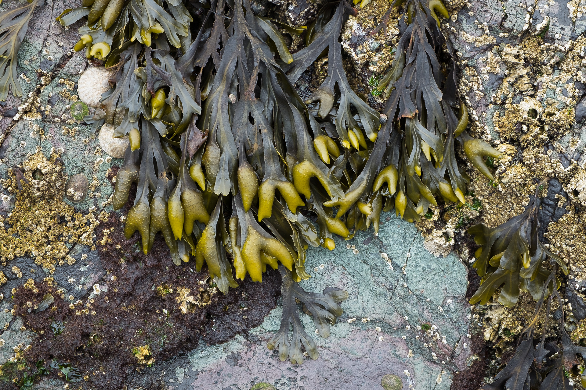 Rockweed, Shark Reef