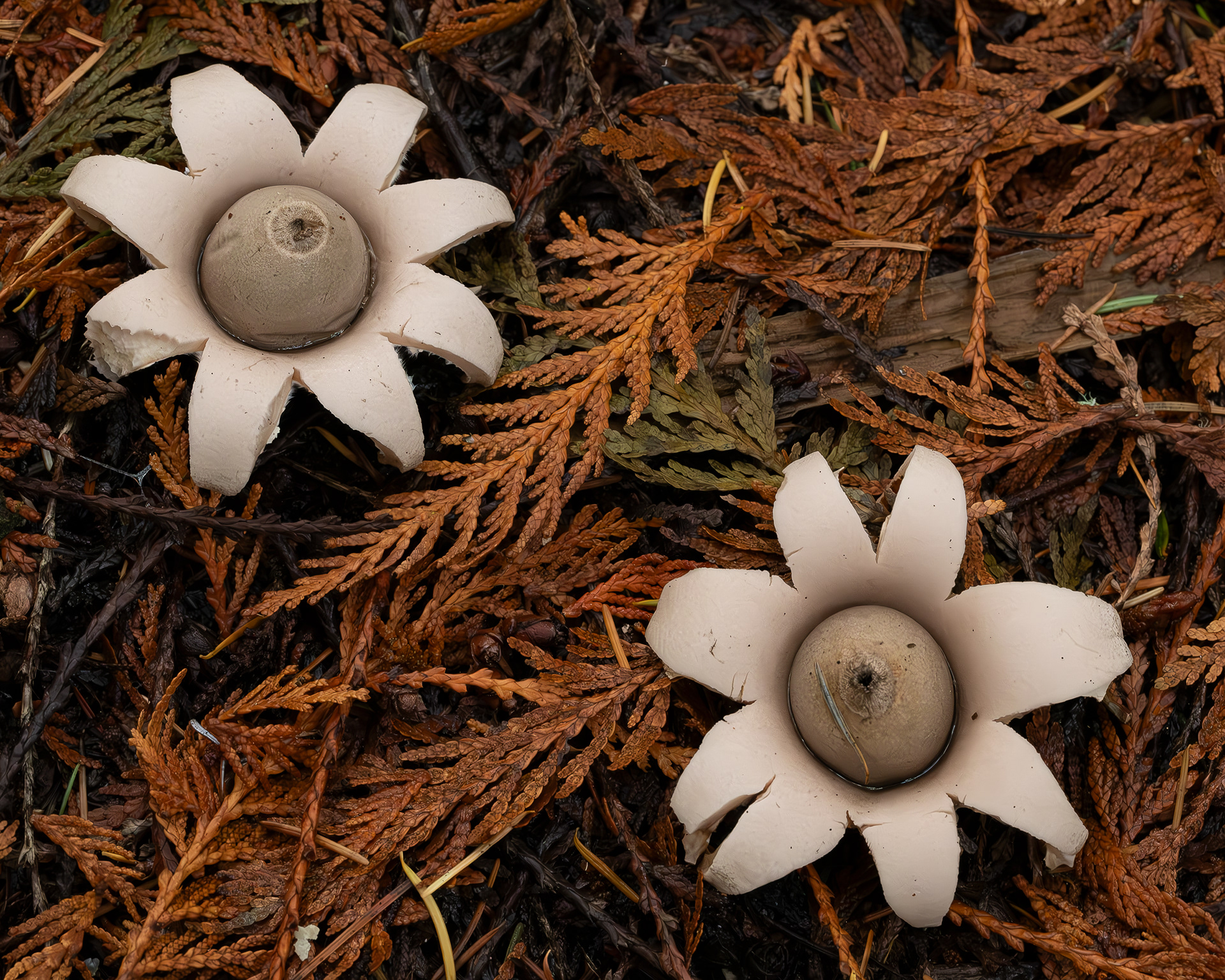 Rounded earthstar (Geastrum saccatum), Hummel Lake Preserve