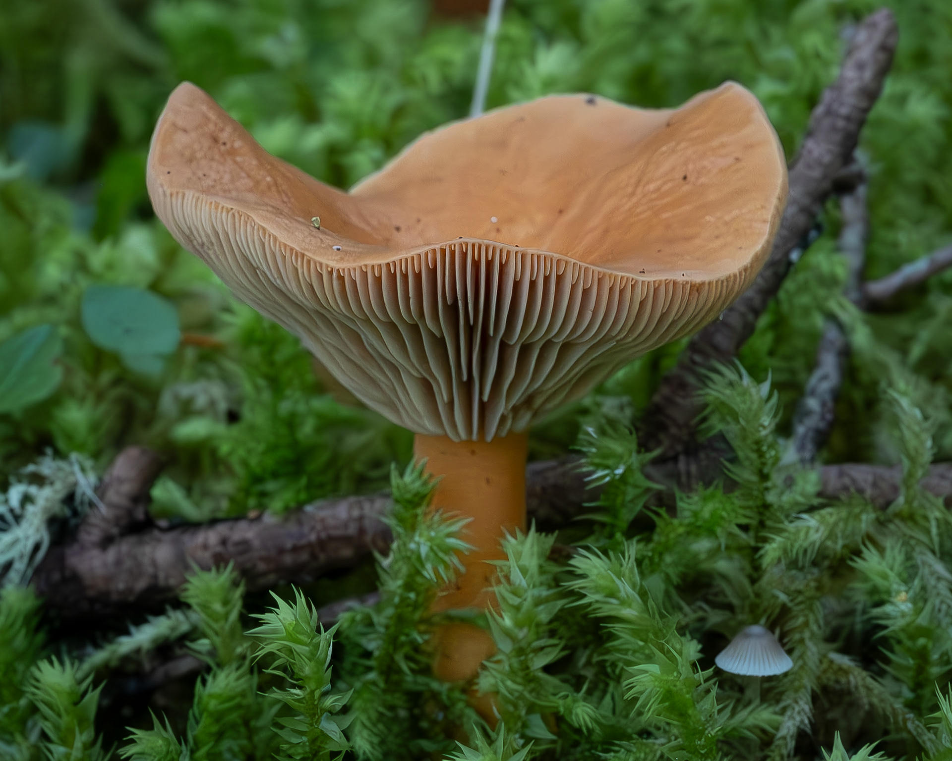 Orange milkcap (Lactarius aurantiacus), Point Colville