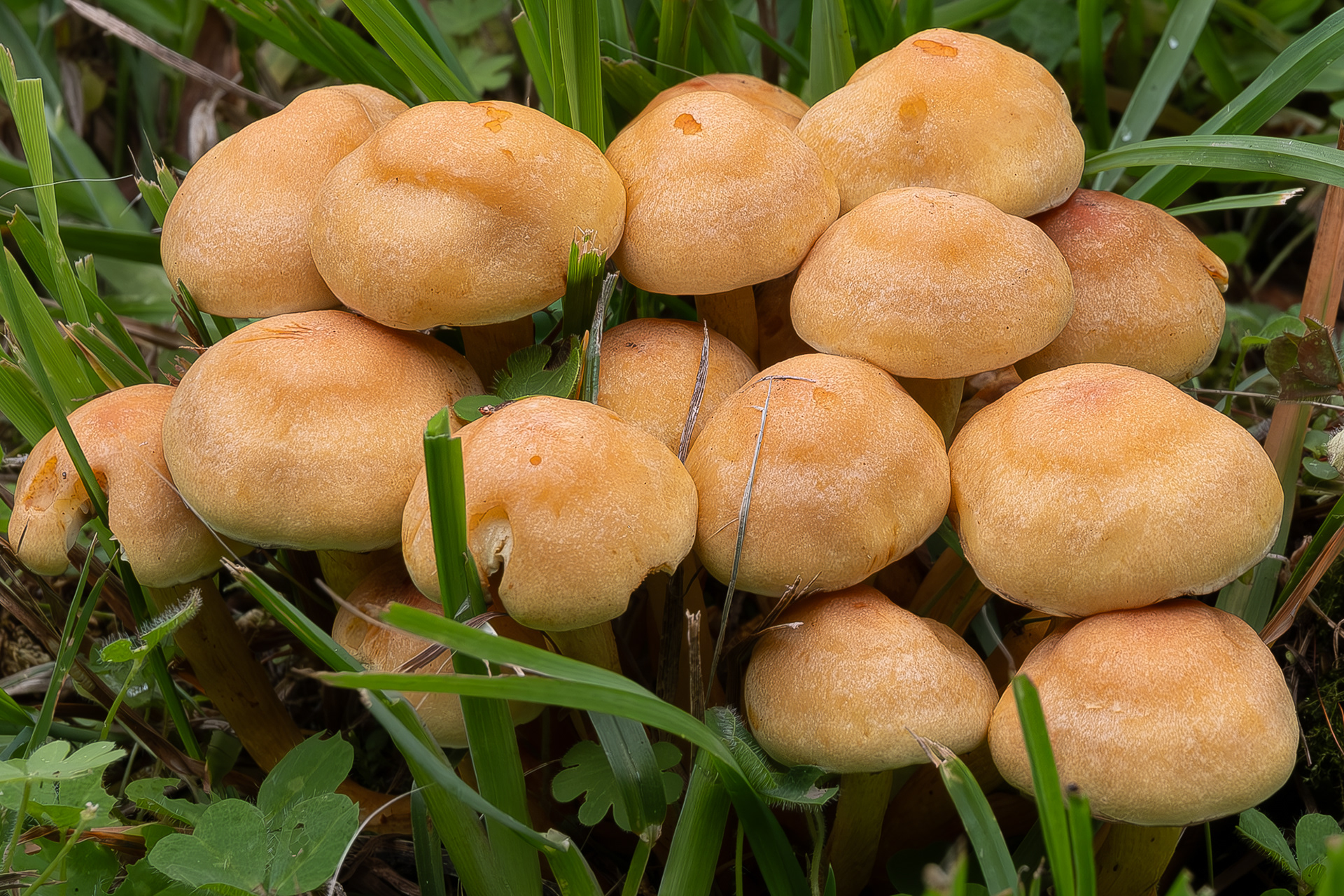Sulphur tuft (Hypholoma fasciculare), Kjargaard Road