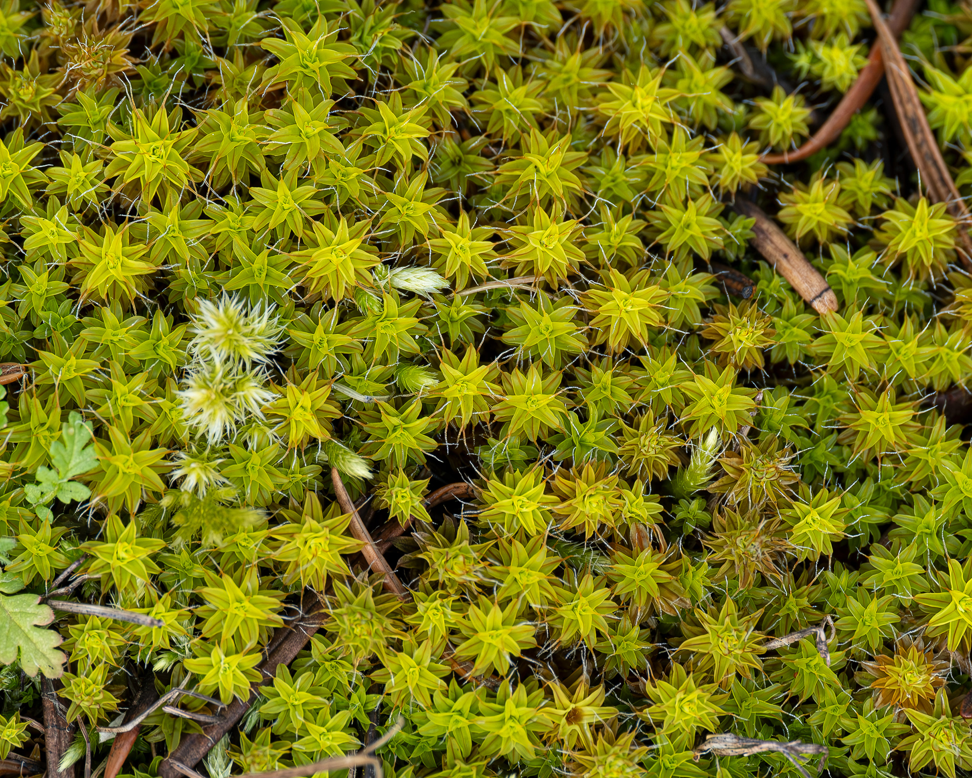 Star moss (Syntrichia ruralis), Richardson