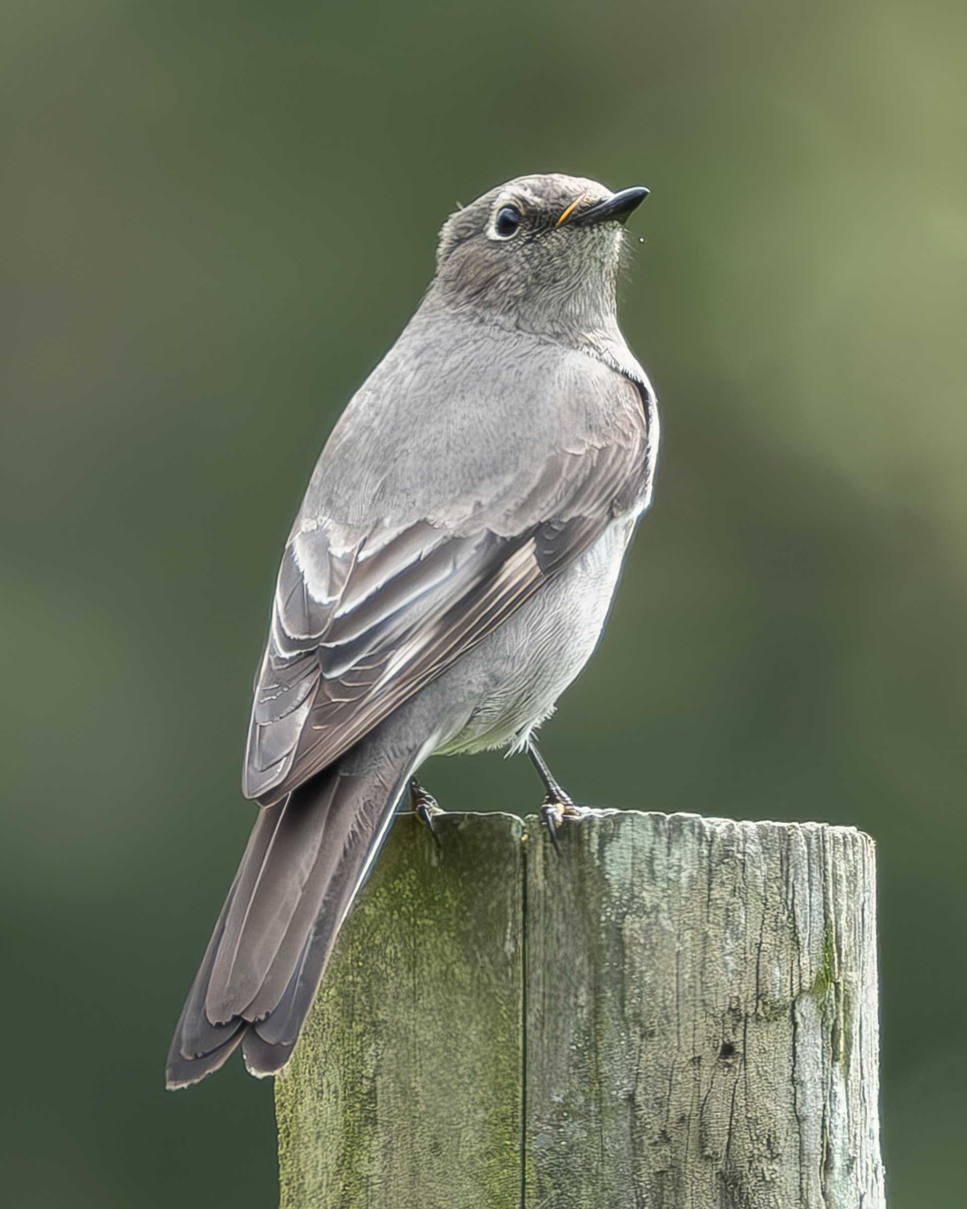 Townsend's Solitaire, Kjargaard Road