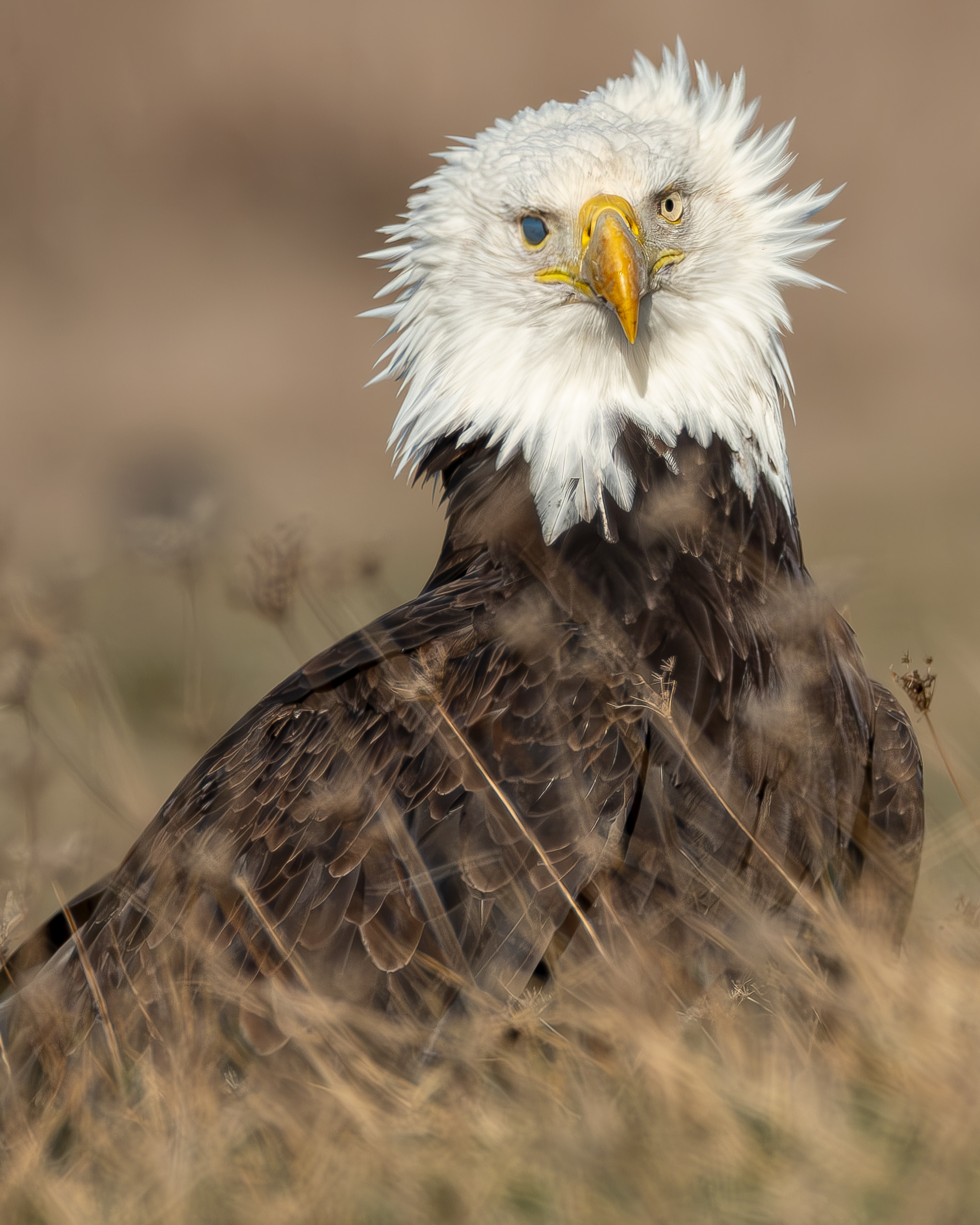 Bald Eagle, Kjargaard Road
