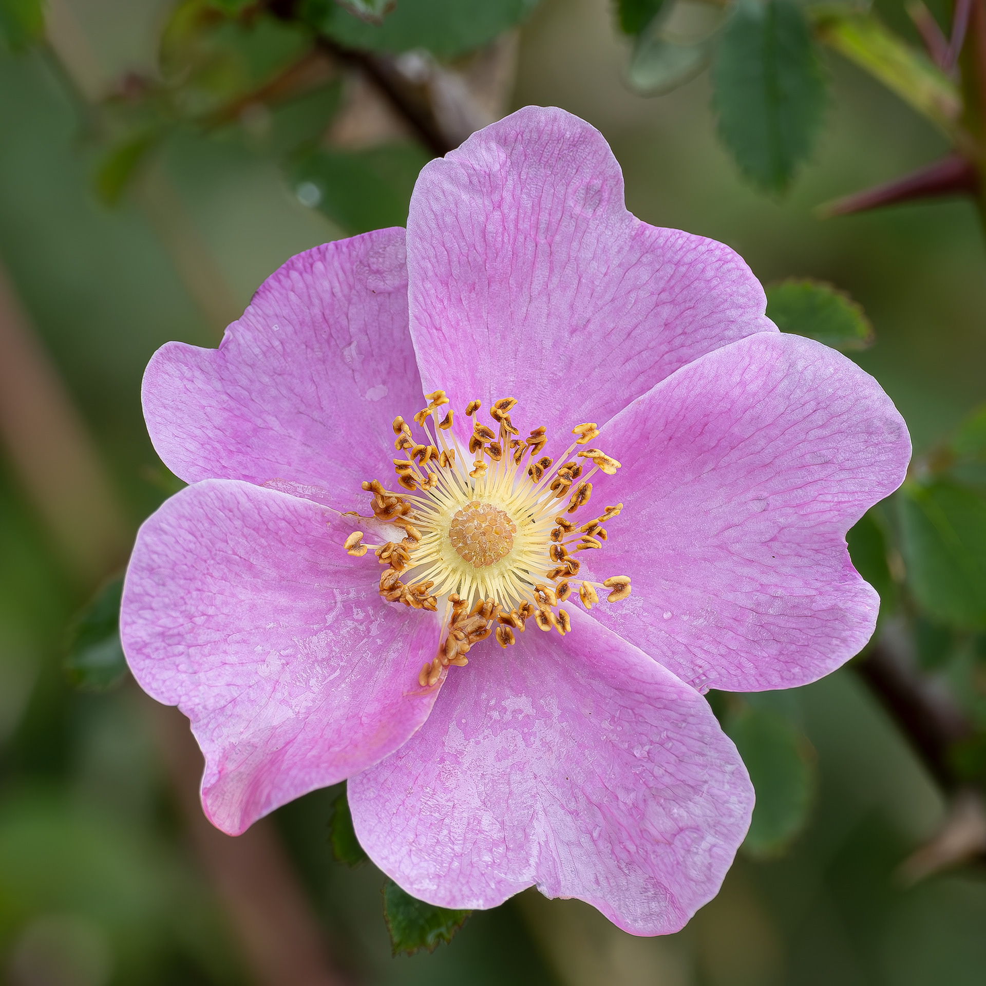 Nootka Rose (Rosa nutkana