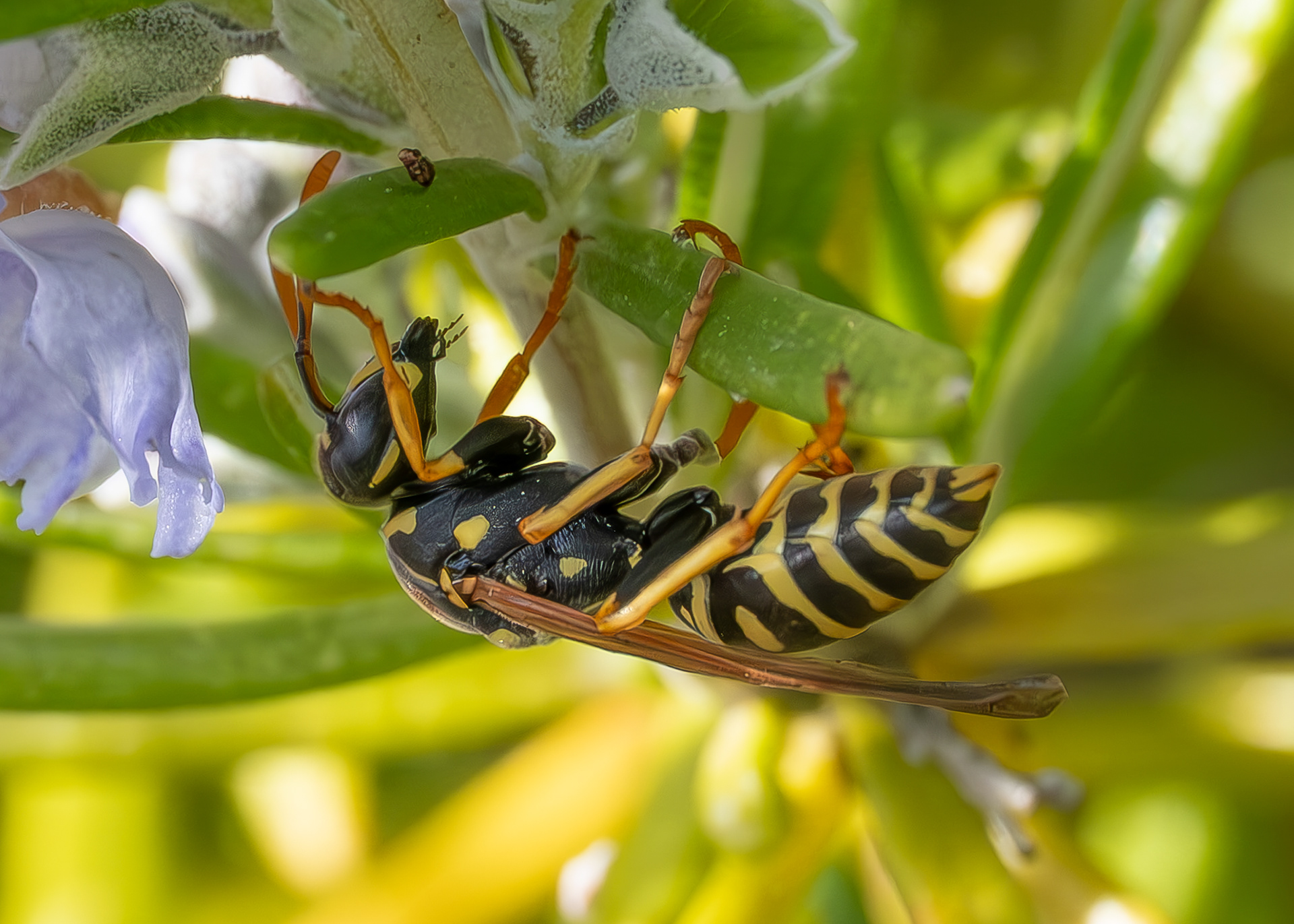 European Paper Wasp (Polistes dominula), Kjargaard Road