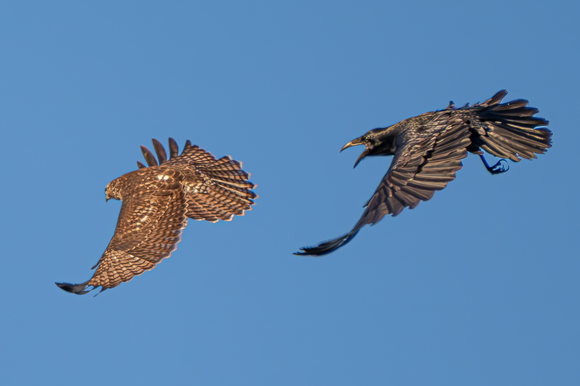 Raven and Red-tailed Hawk, Kjargaard Road
