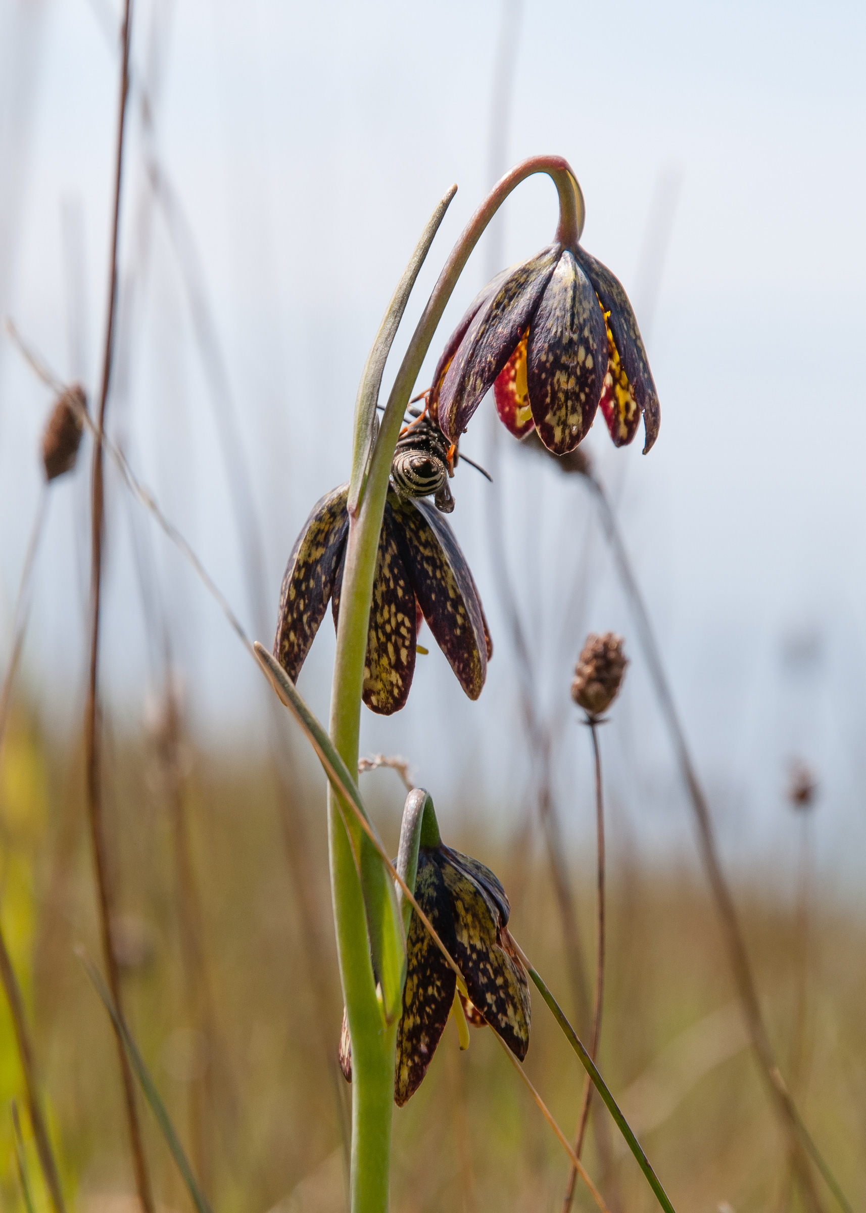 Chocolate Lily (Fritillaria lanceolata) , Iceberg Point