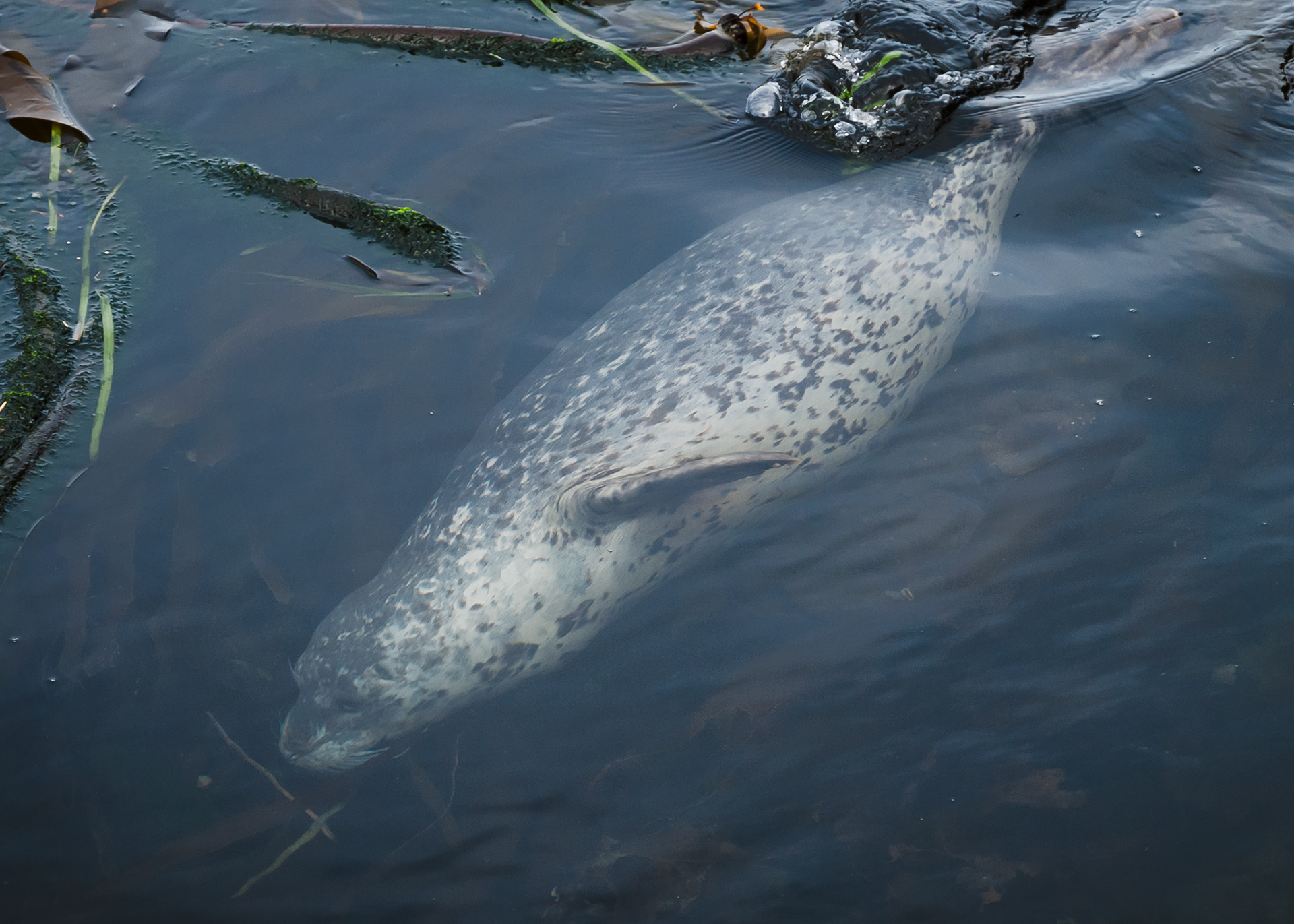 Harbor Seal, Shark Reef