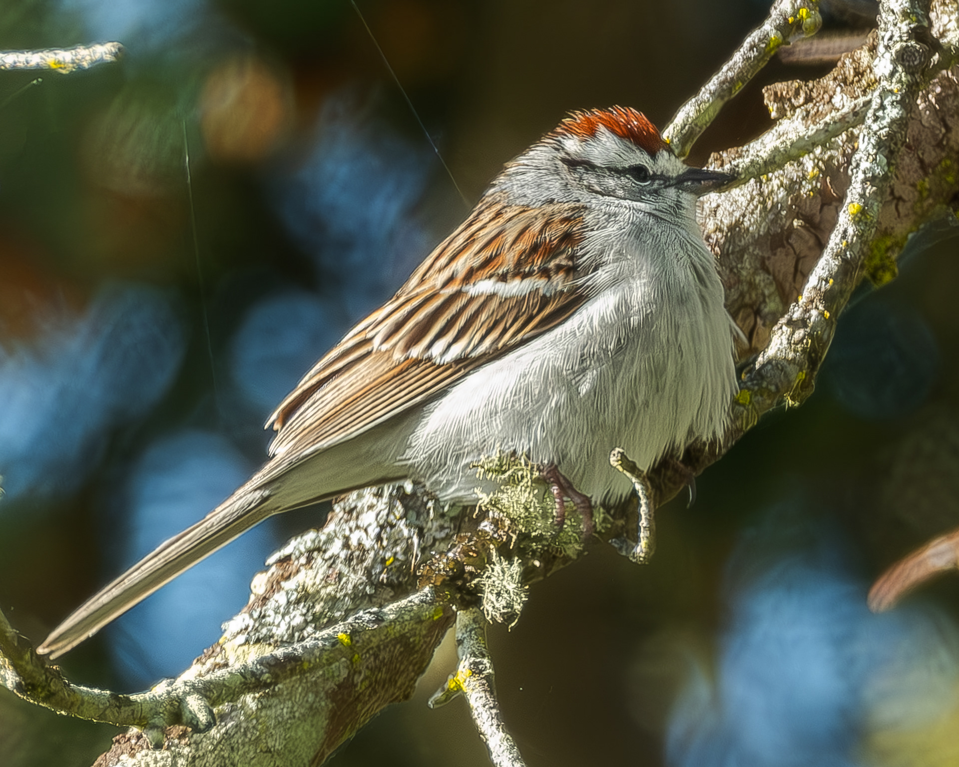 Chipping Sparrow, Richardson Road
