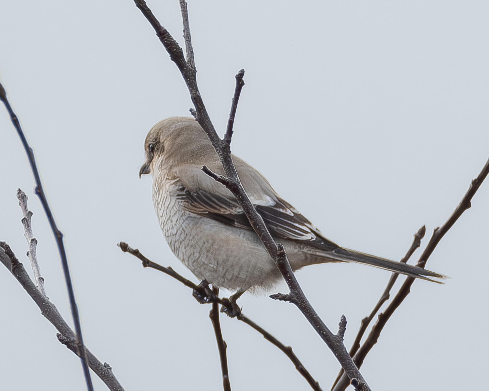 Northern Shrike, Weeks Wetland Preserve