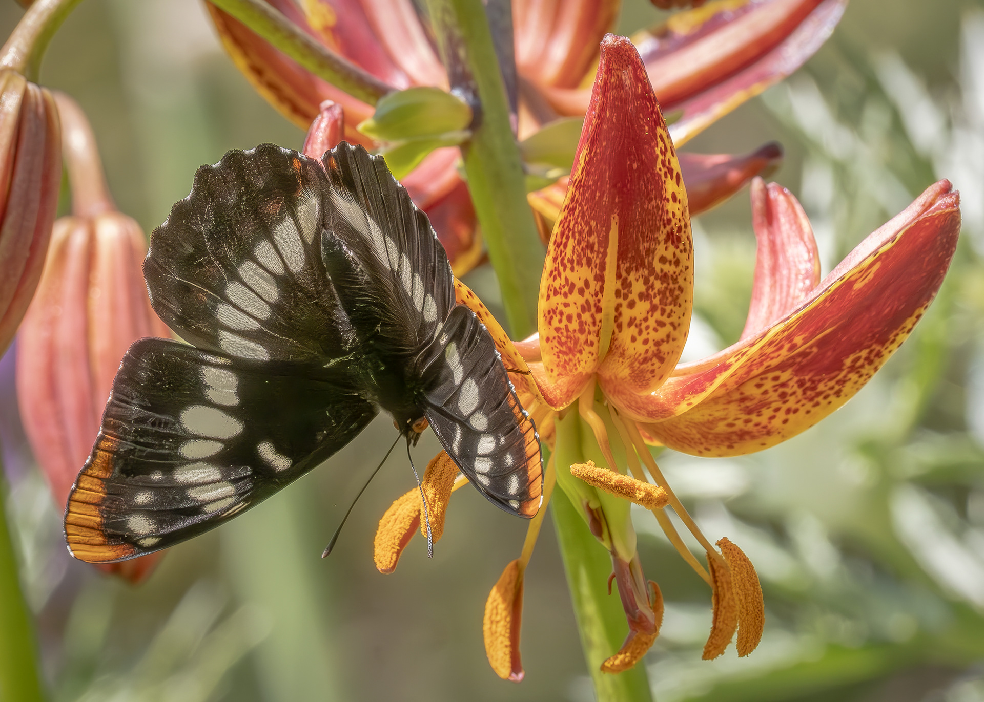 Lorquin's Admiral (Limenitis lorquini), Kjargaard Road