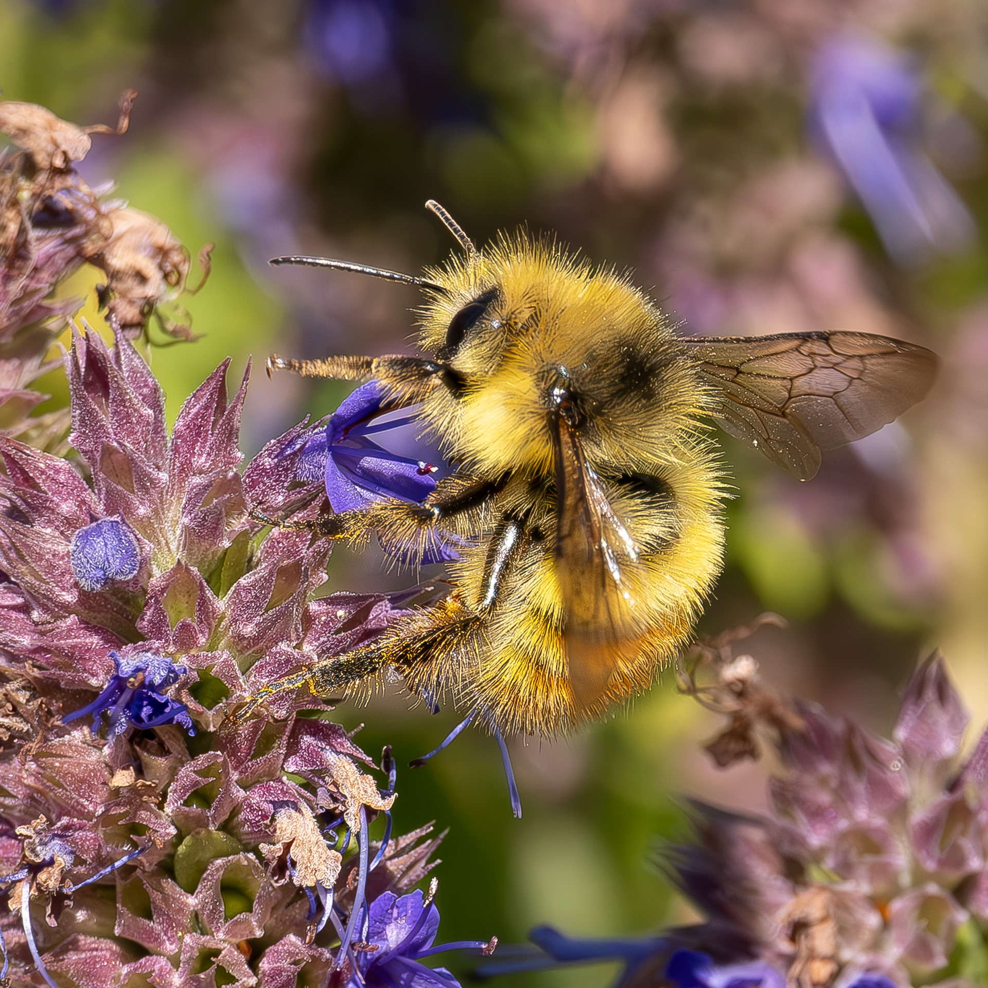 Yellow-fronted Bumble Bee (Bombus flavifrons), Kjargaard Road
