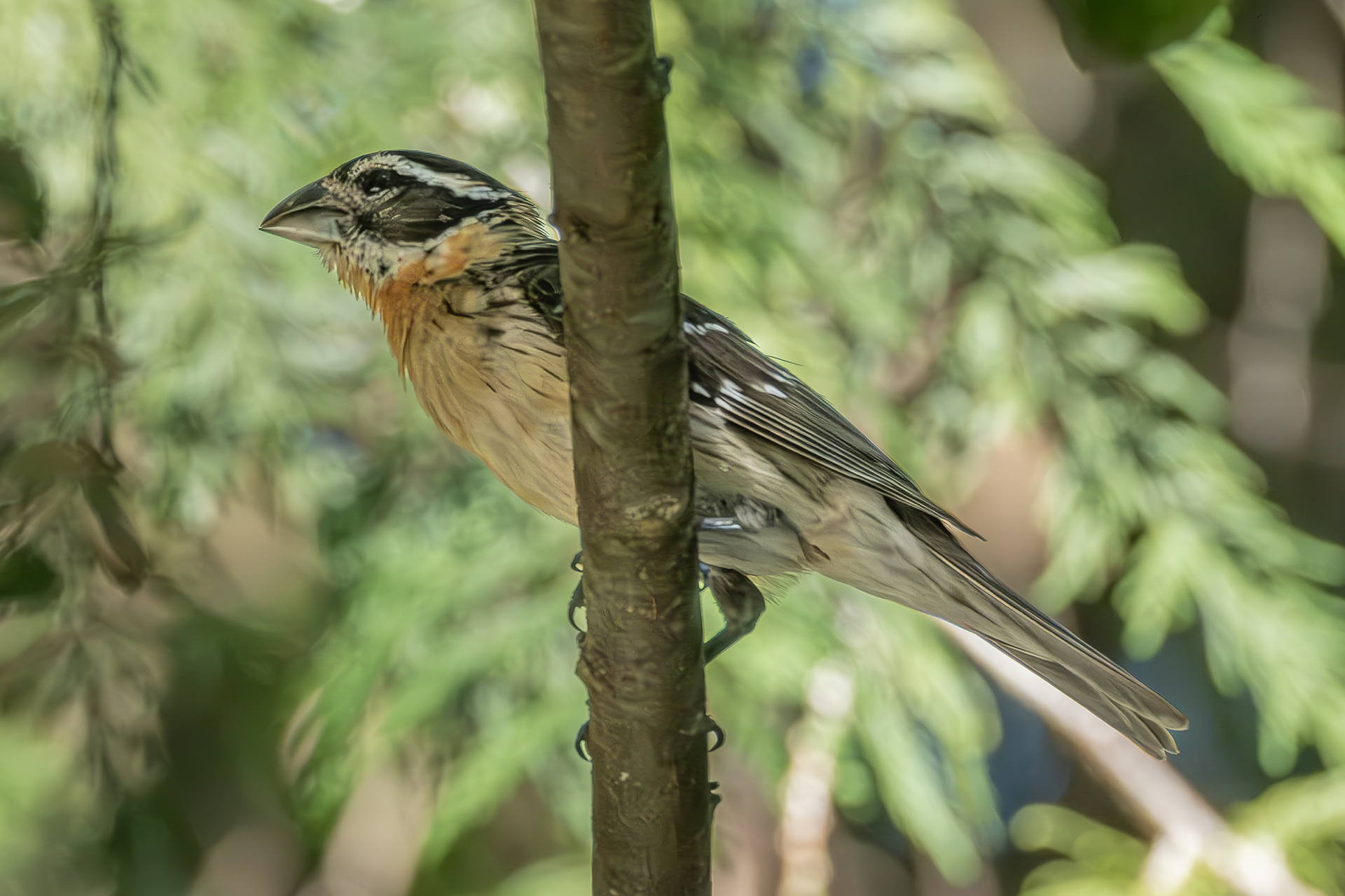 Black-headed Grosbeak (f), Hummel Lake Preserve