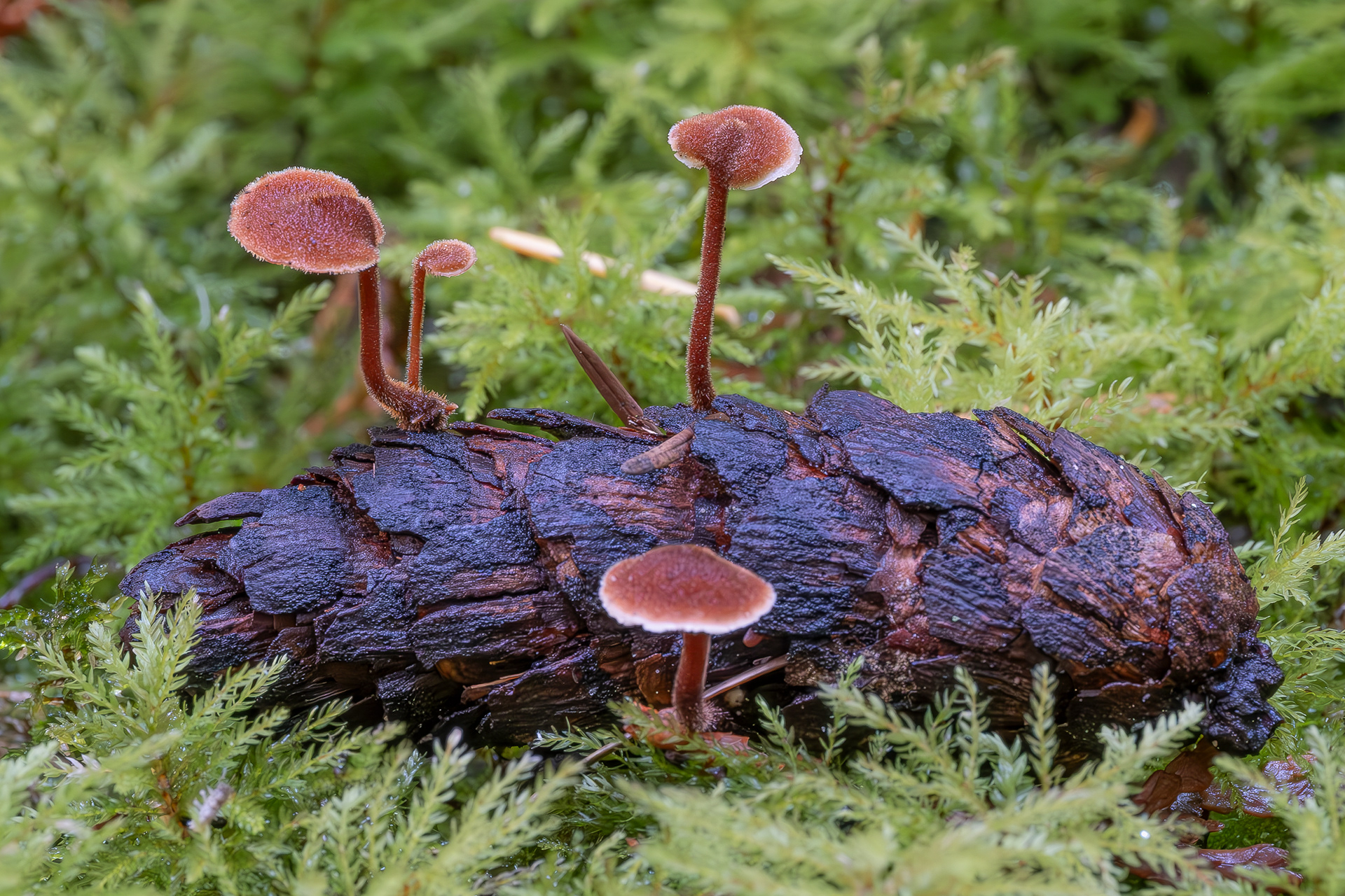 Pinecone mushroom aka Ear-pick fungus (Auriscalpium vulgare) Upright Head