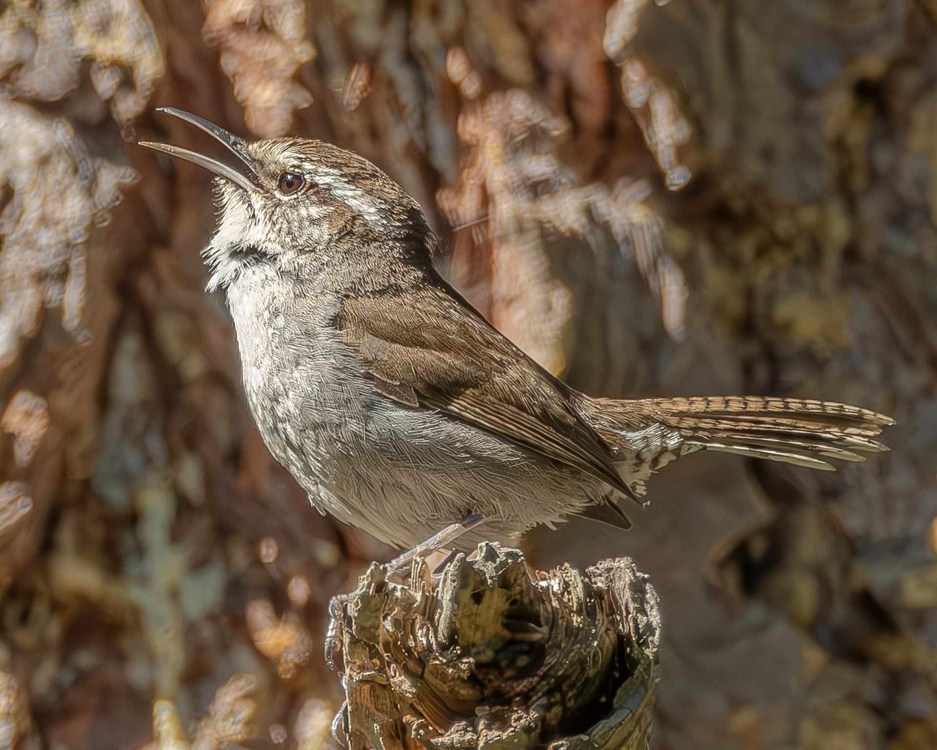 Bewick's Wren, Richardson Marsh
