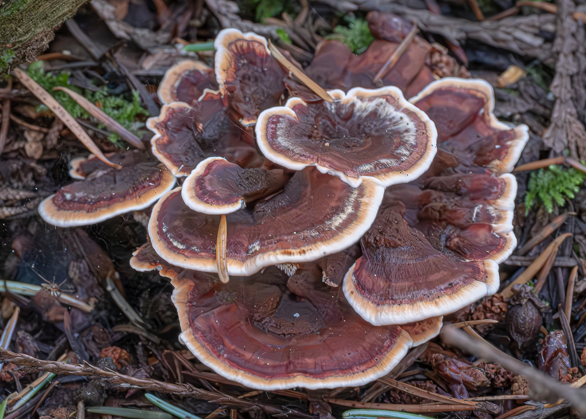 Dyer's polypore (Phaeolus schweinitzii), Lopez Hill