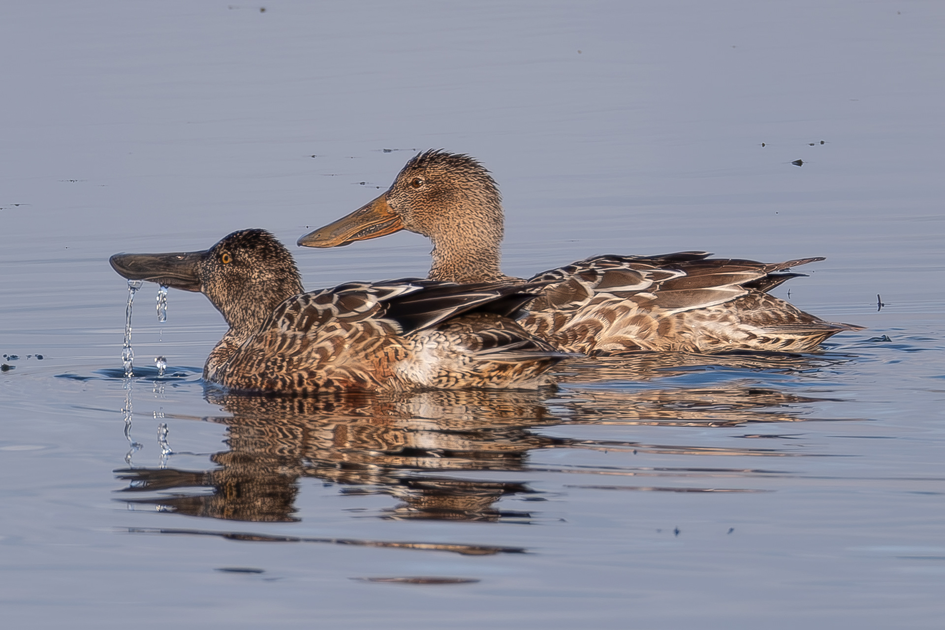 Northern Shovelers, Spencer Spit