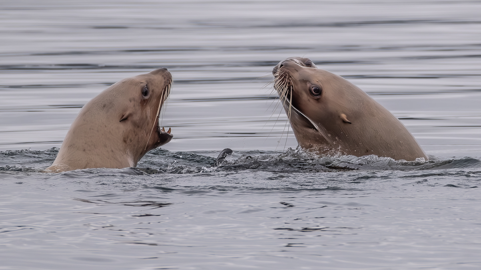 Steller sea lions, Fisherman Spit