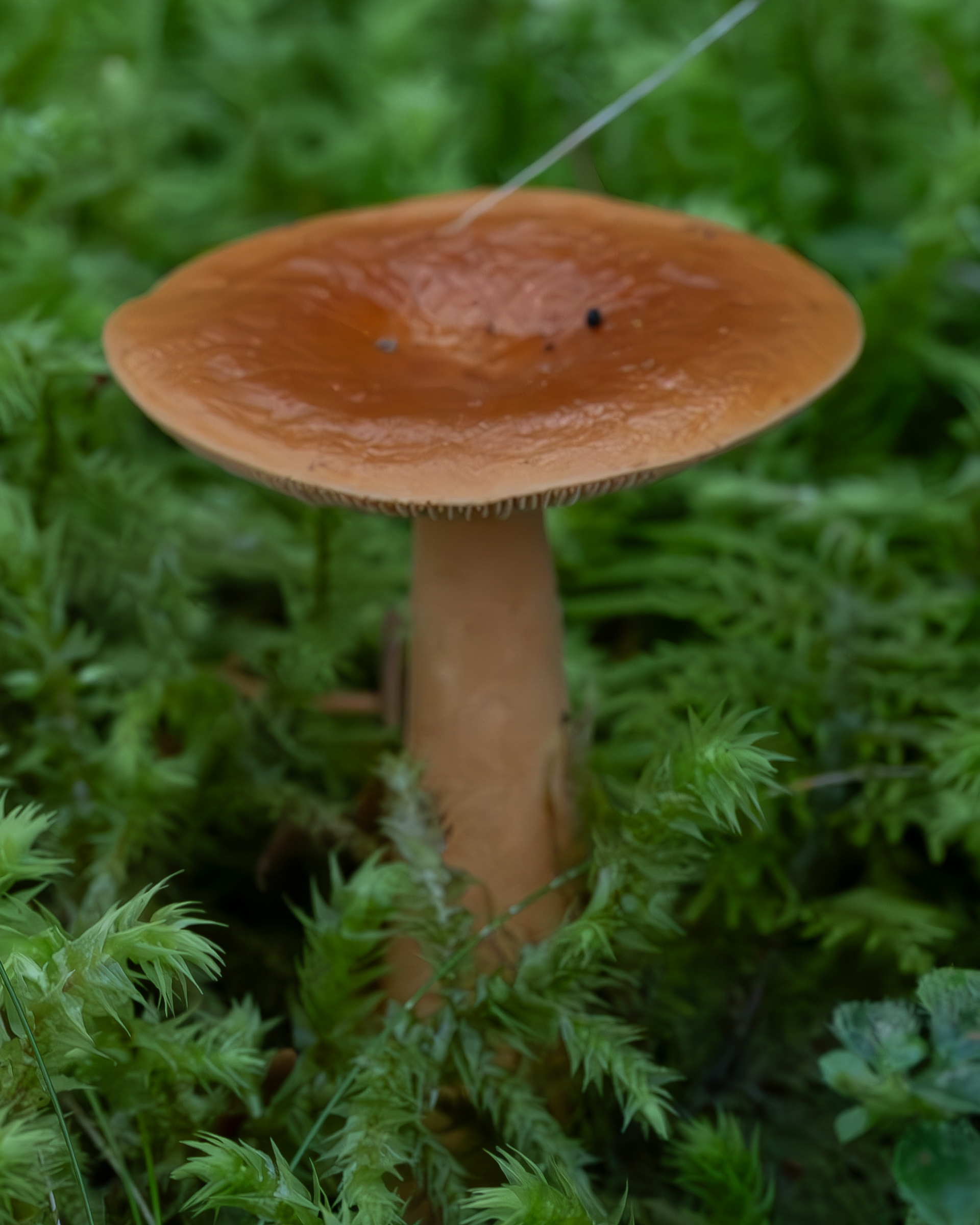 Orange milkcap (Lactarius aurantiacus)