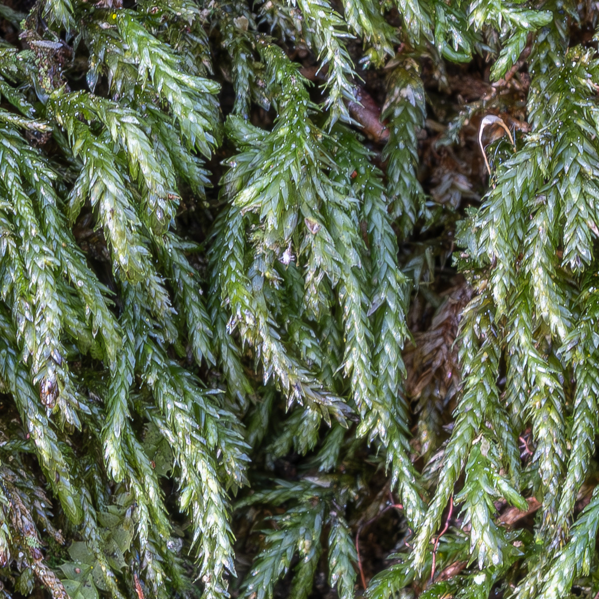 Glasswort Feather Moss (Scleropodium touretti), Point Colville