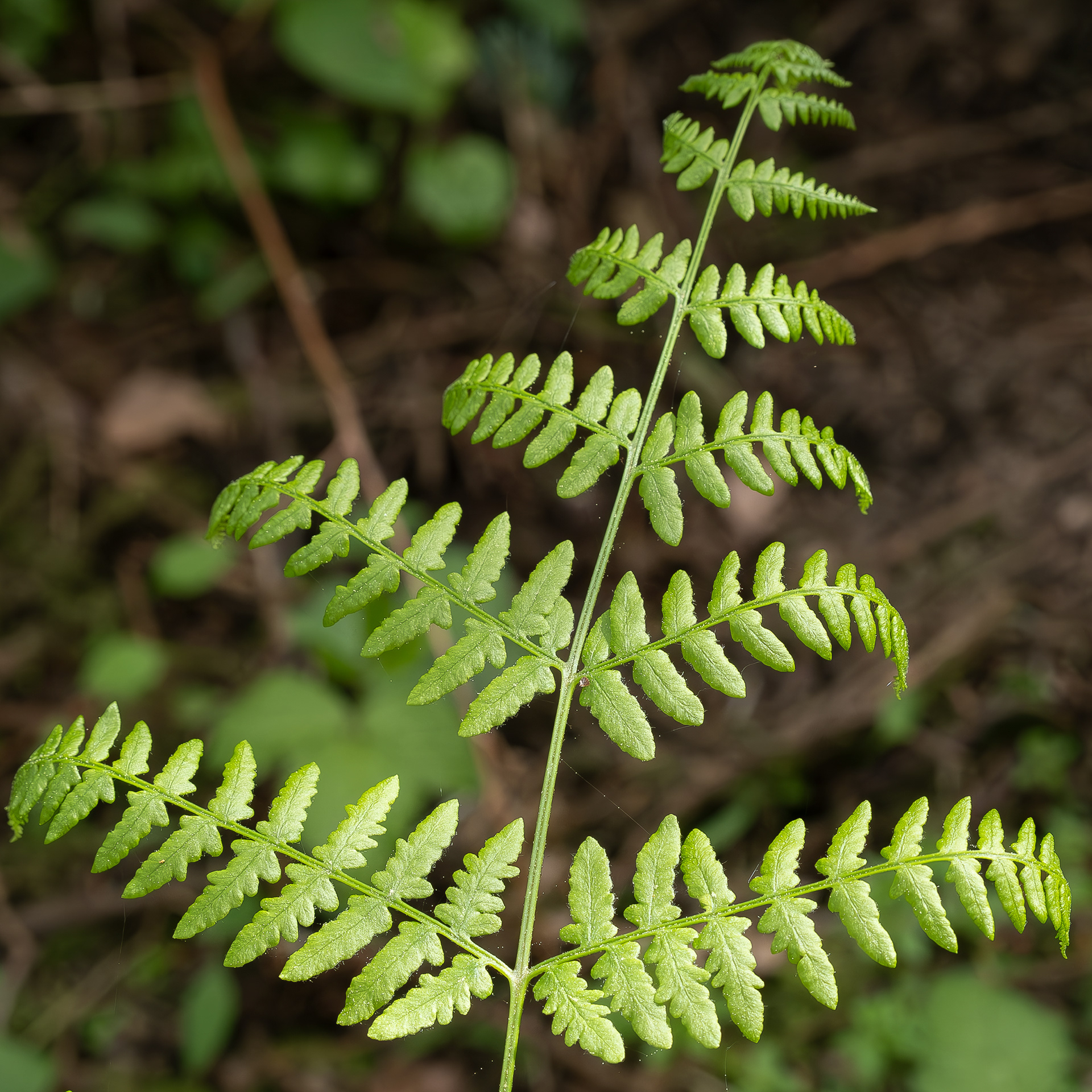 Bracken, Point Colville