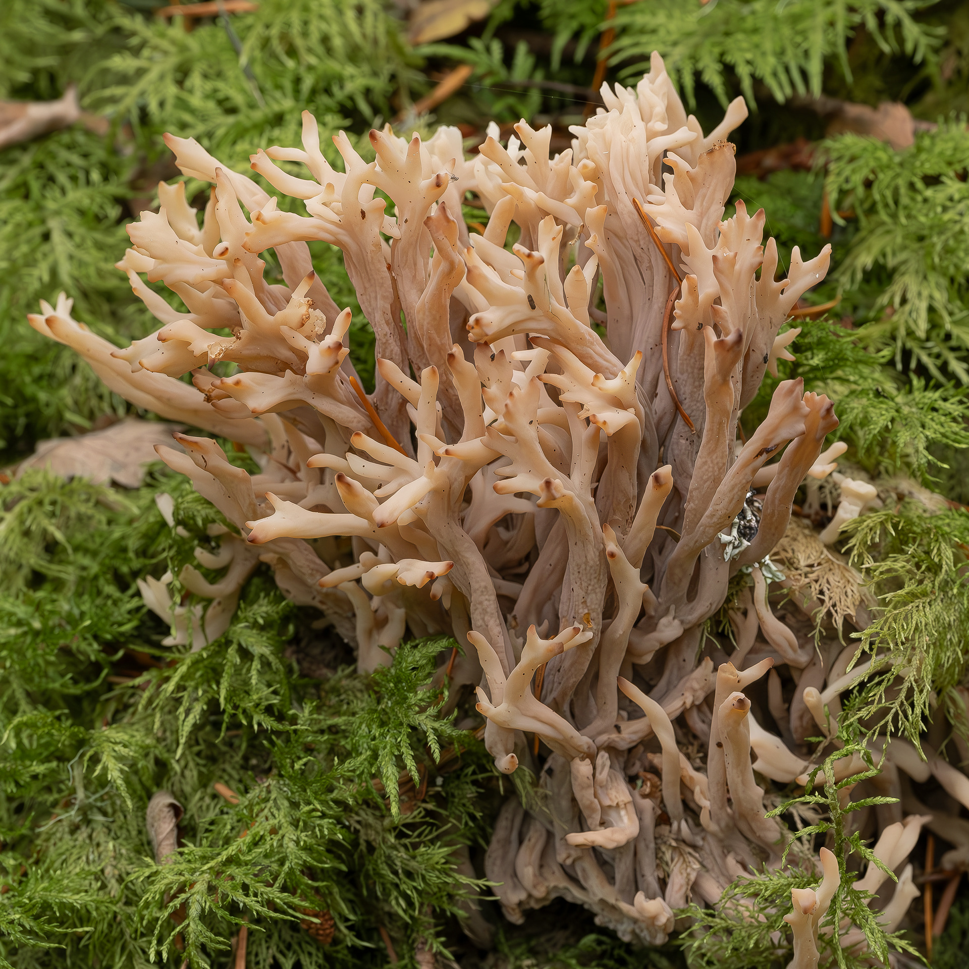 Crested coral (Clavulina coralloides), Lopez Hill