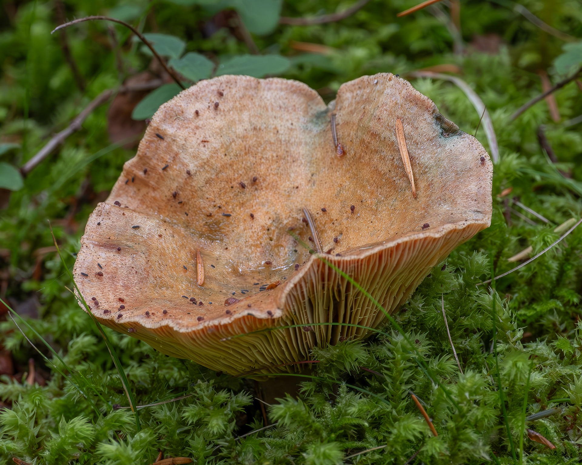 Saffron milk cap (Lactarius deliciosus group), Point Colville