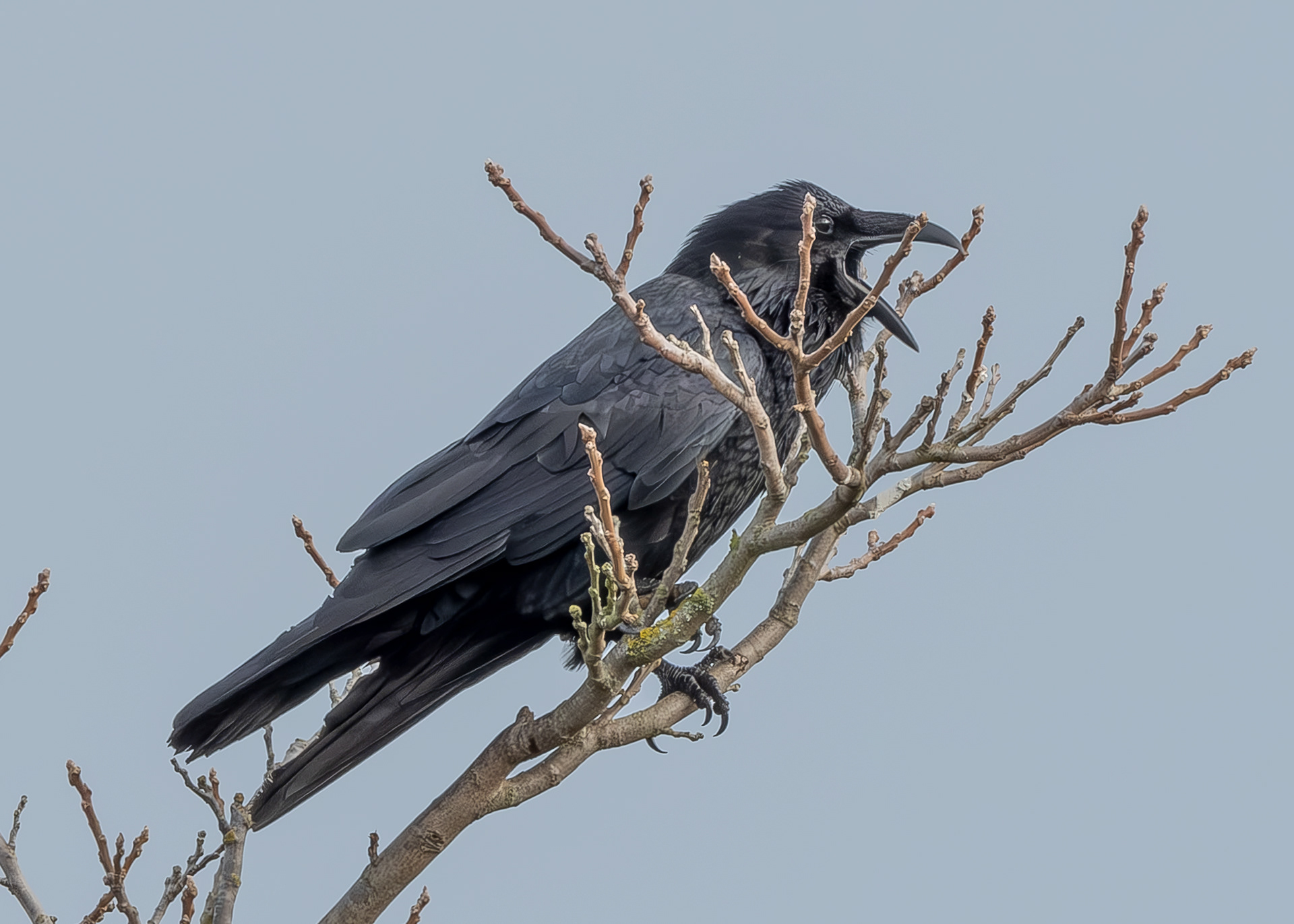 Common Raven, Richardson Road