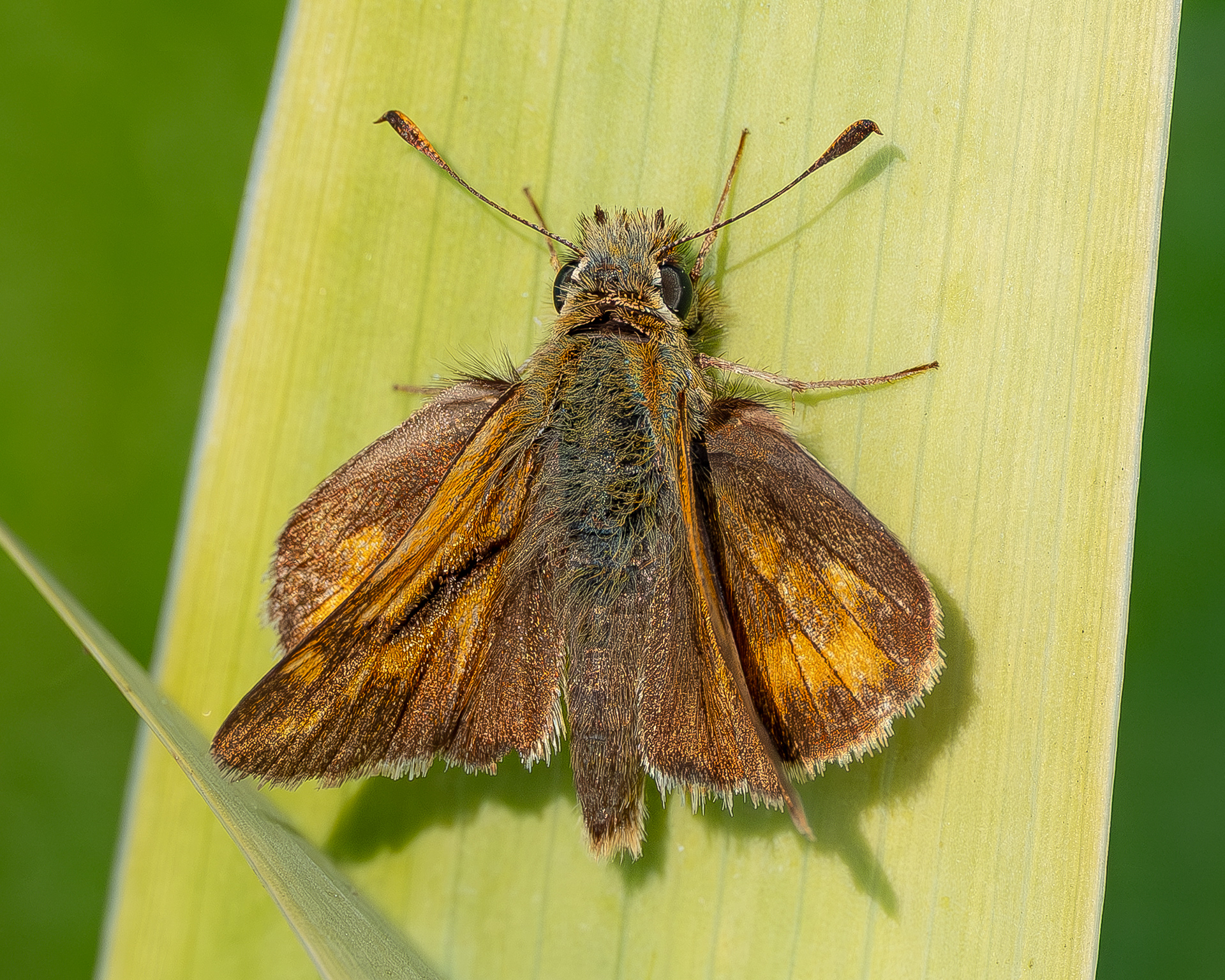 Woodland Skipper (Occludes sylvanoides), Kjargaard Road