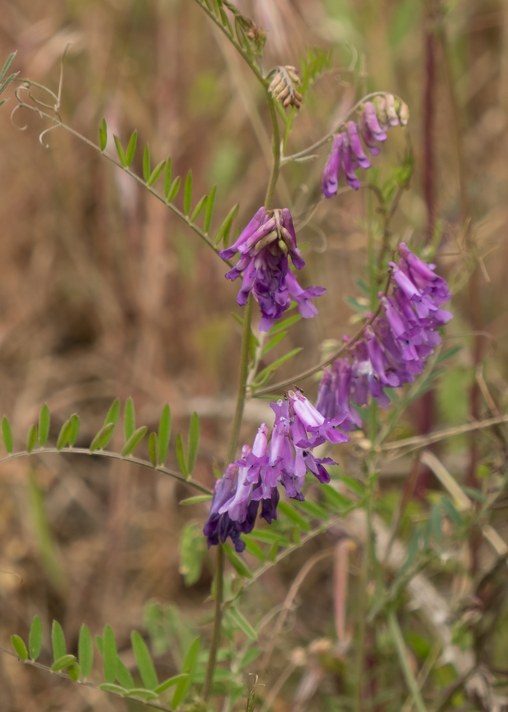 Bird vetch (Vicia cracca), Vista Road