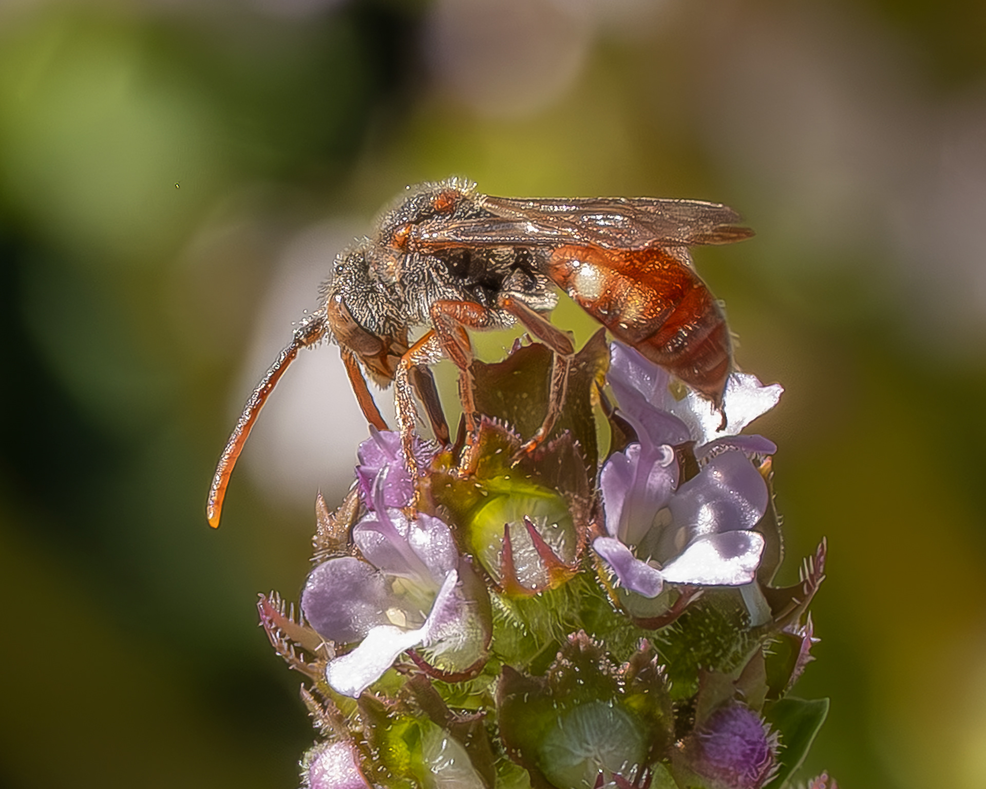 Nomada hemphilli, Kjargaard Road