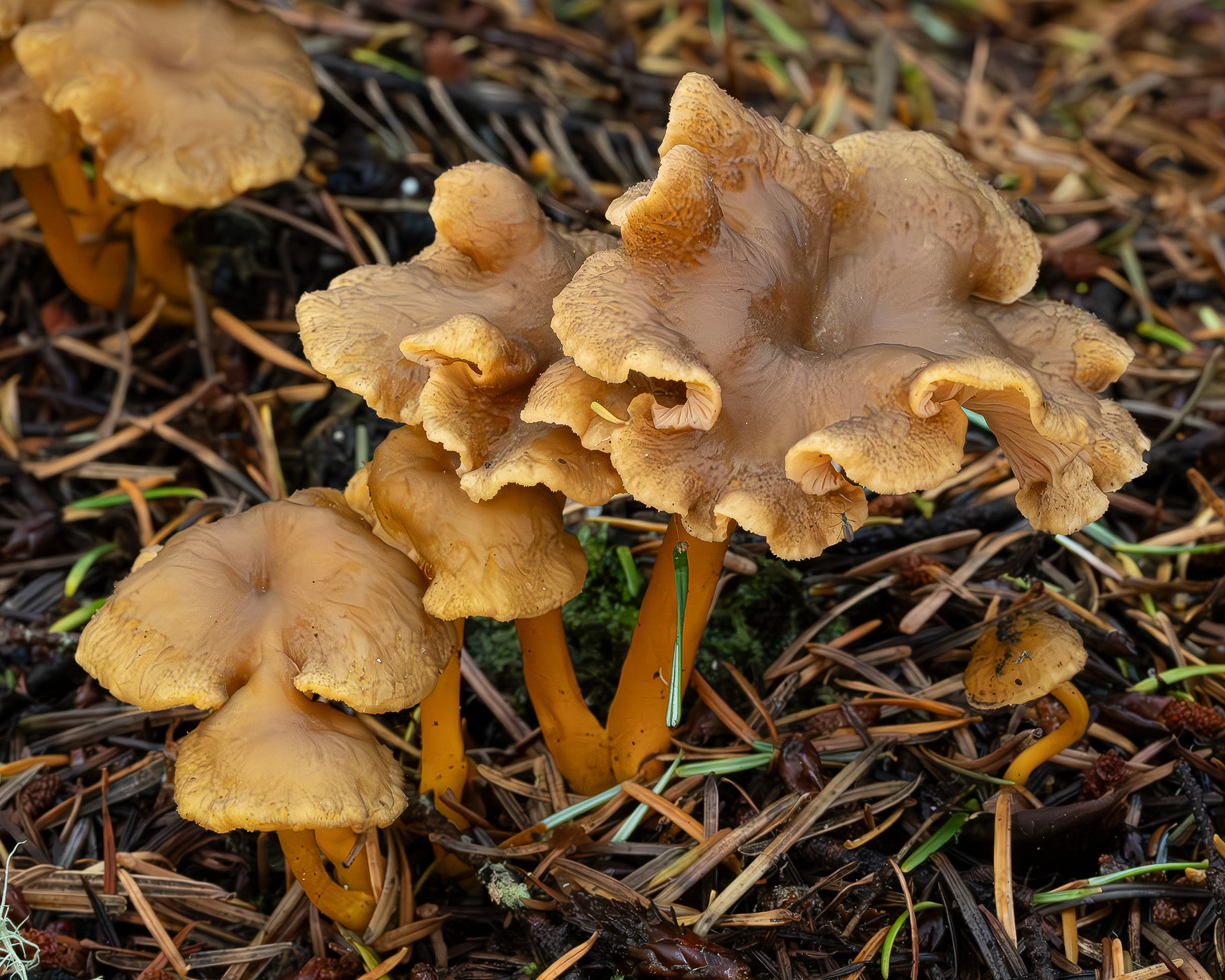 Yellowfoot (Craterellus tubaeformis), Point Colville