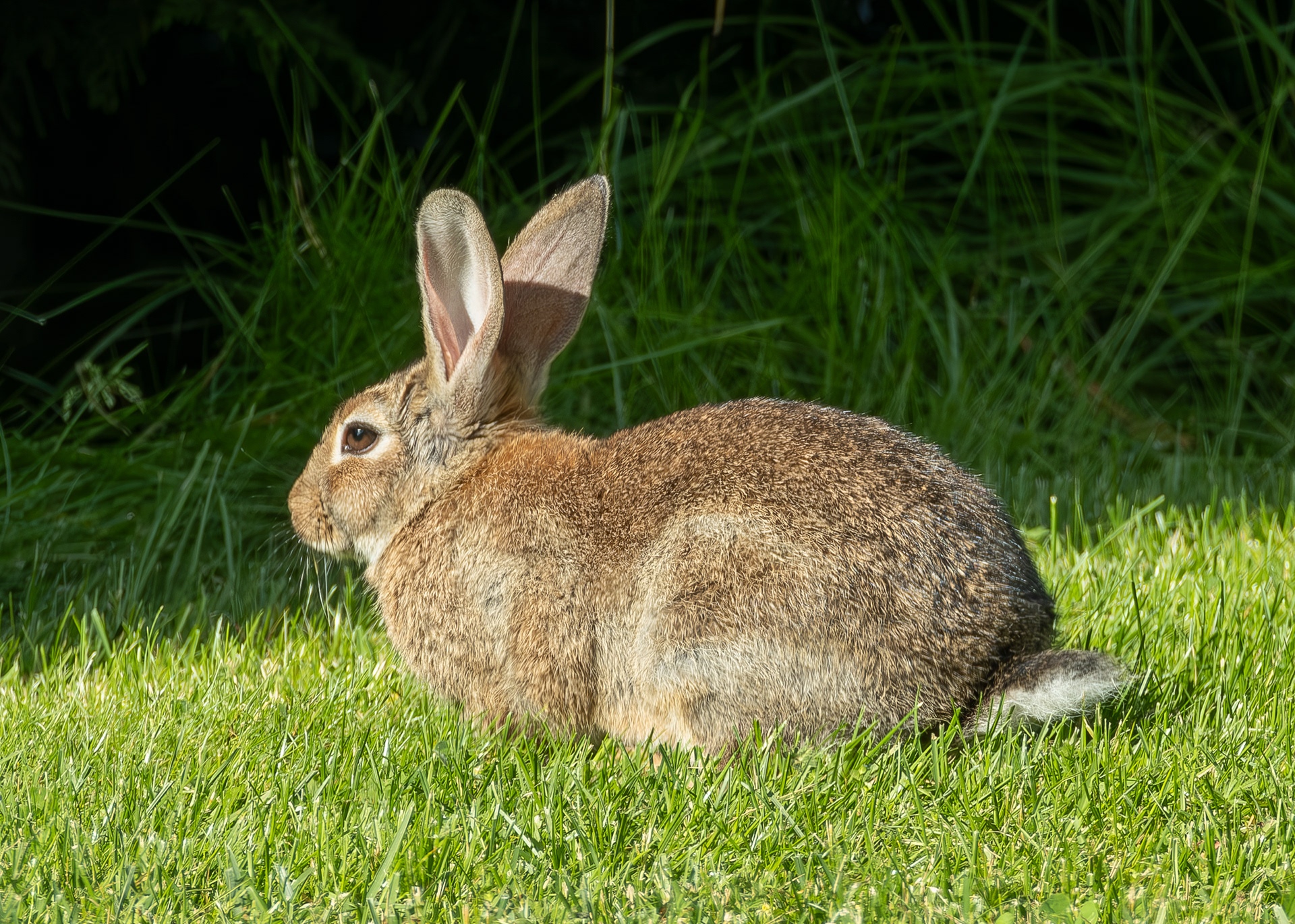 European Rabbit, Inside our garden fence