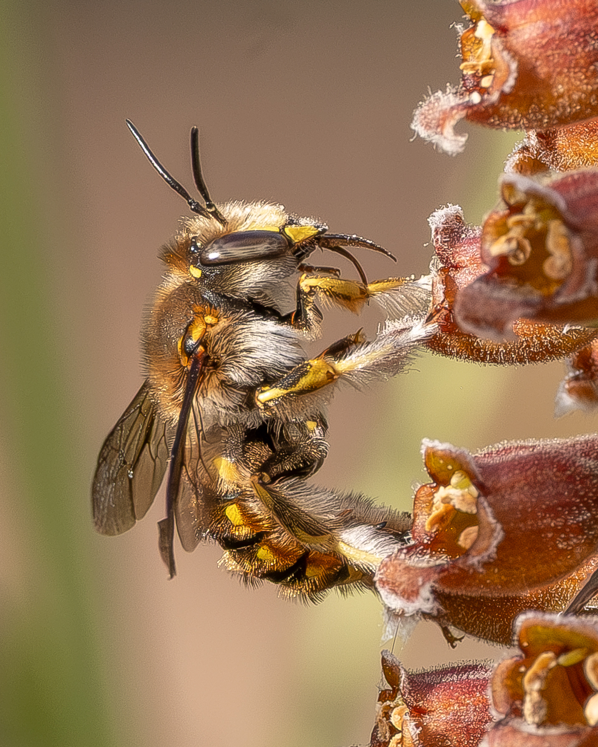 European Woolcarder Bee (Anthidium manicatum), Kjargaard Road