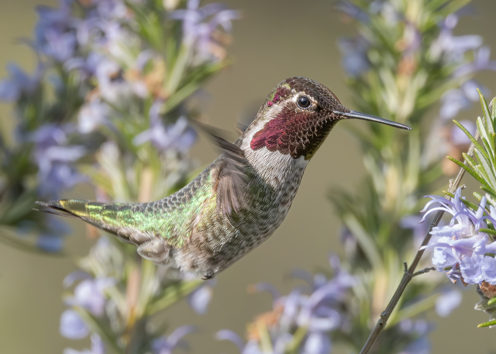 Anna's Hummingbird, Kjargaard Road