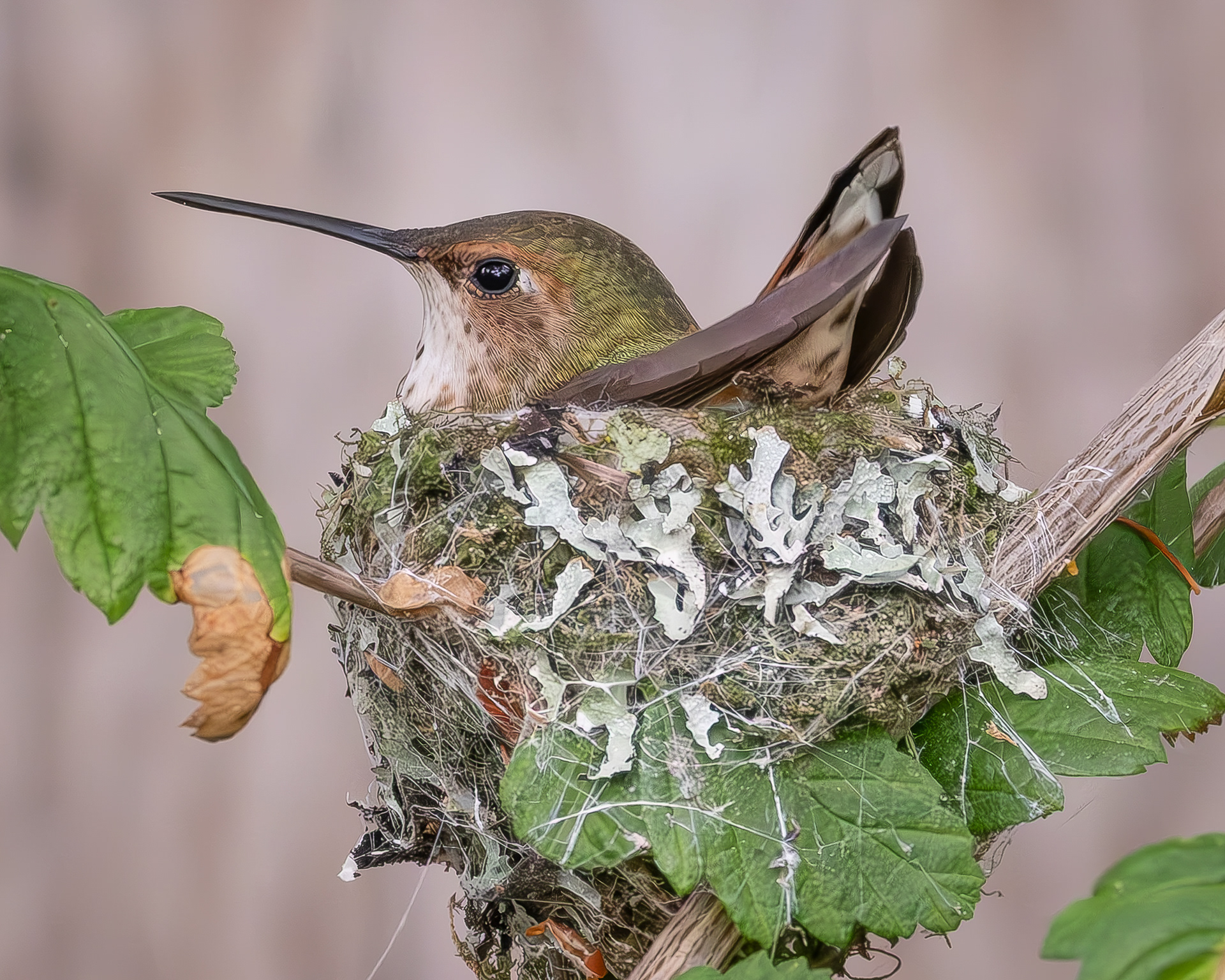 Rufous Hummingbird, Richardson